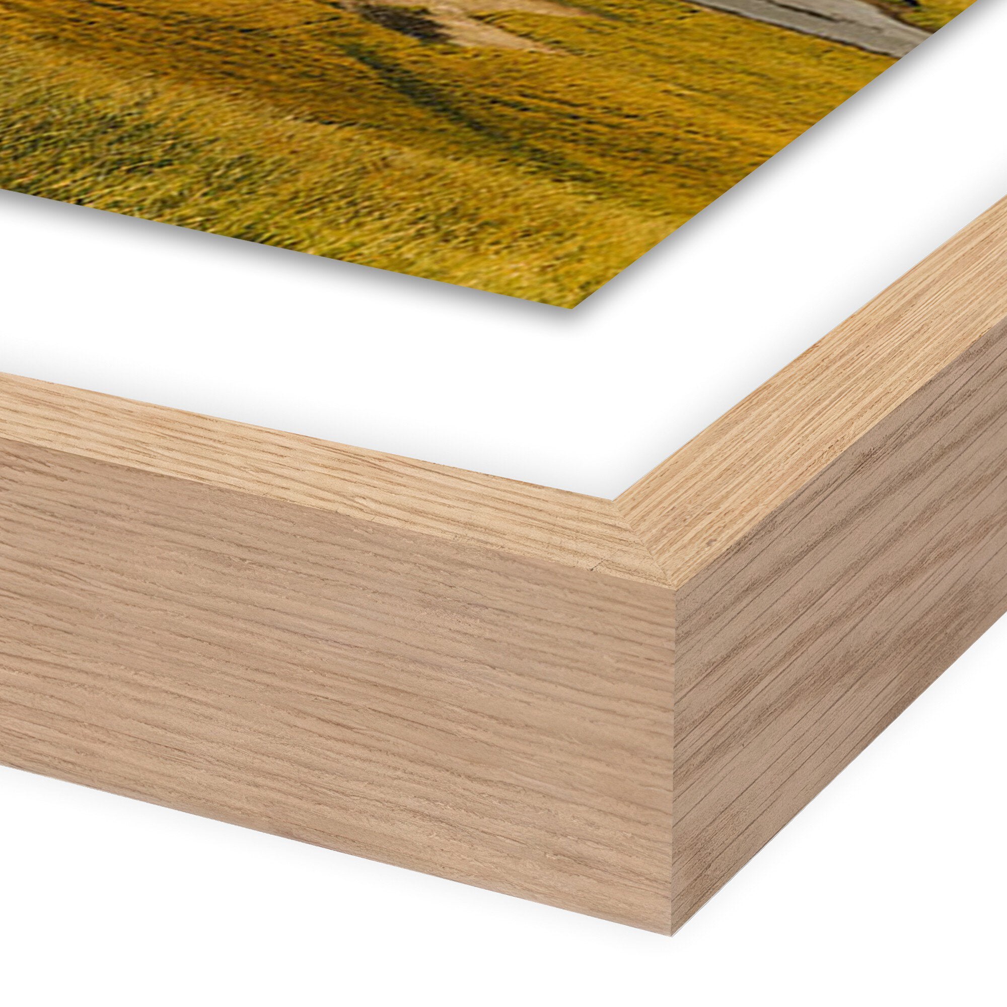 Where The Buffalo Roam by Wesley and Emma Teague