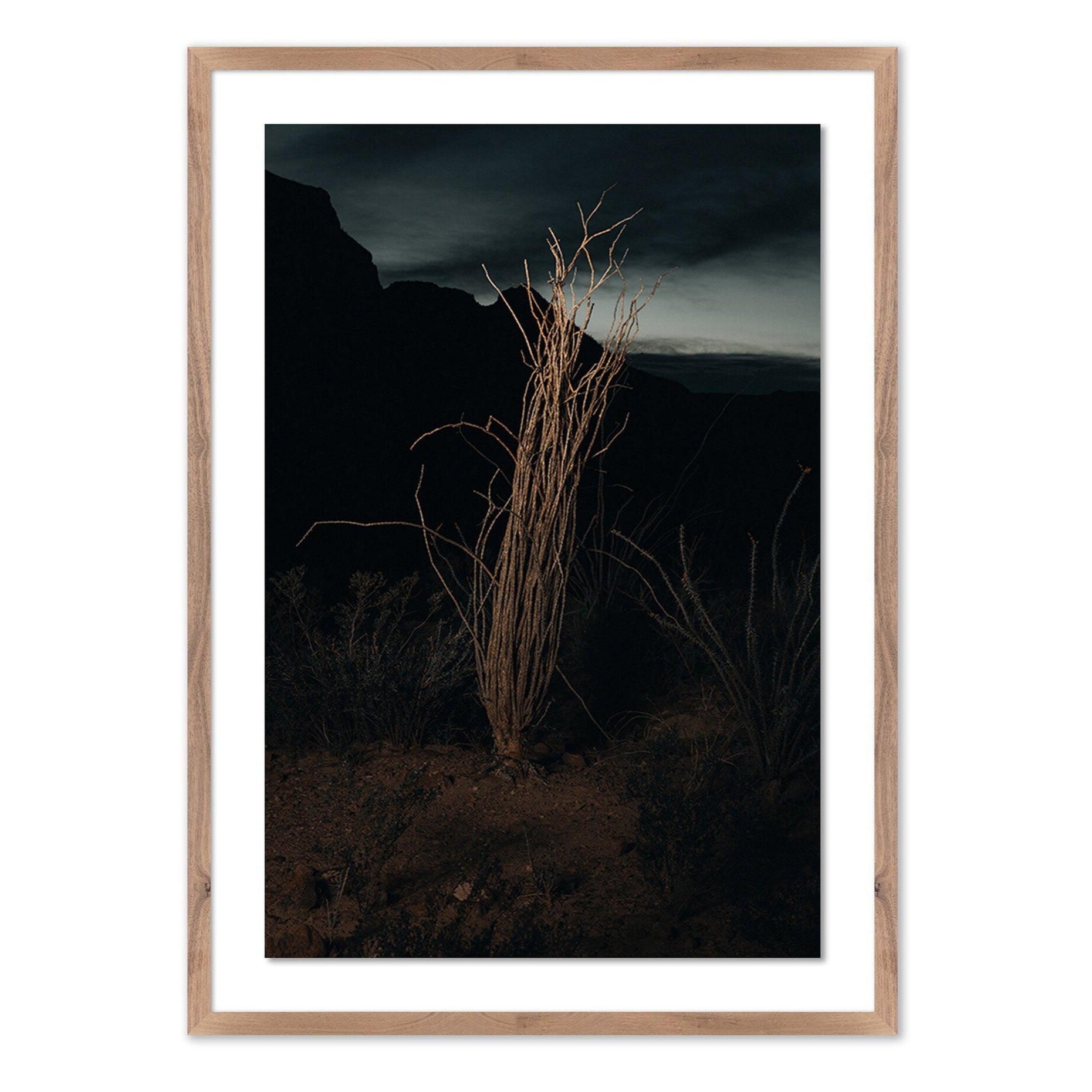 Ocotillo II by Mandy Steinback