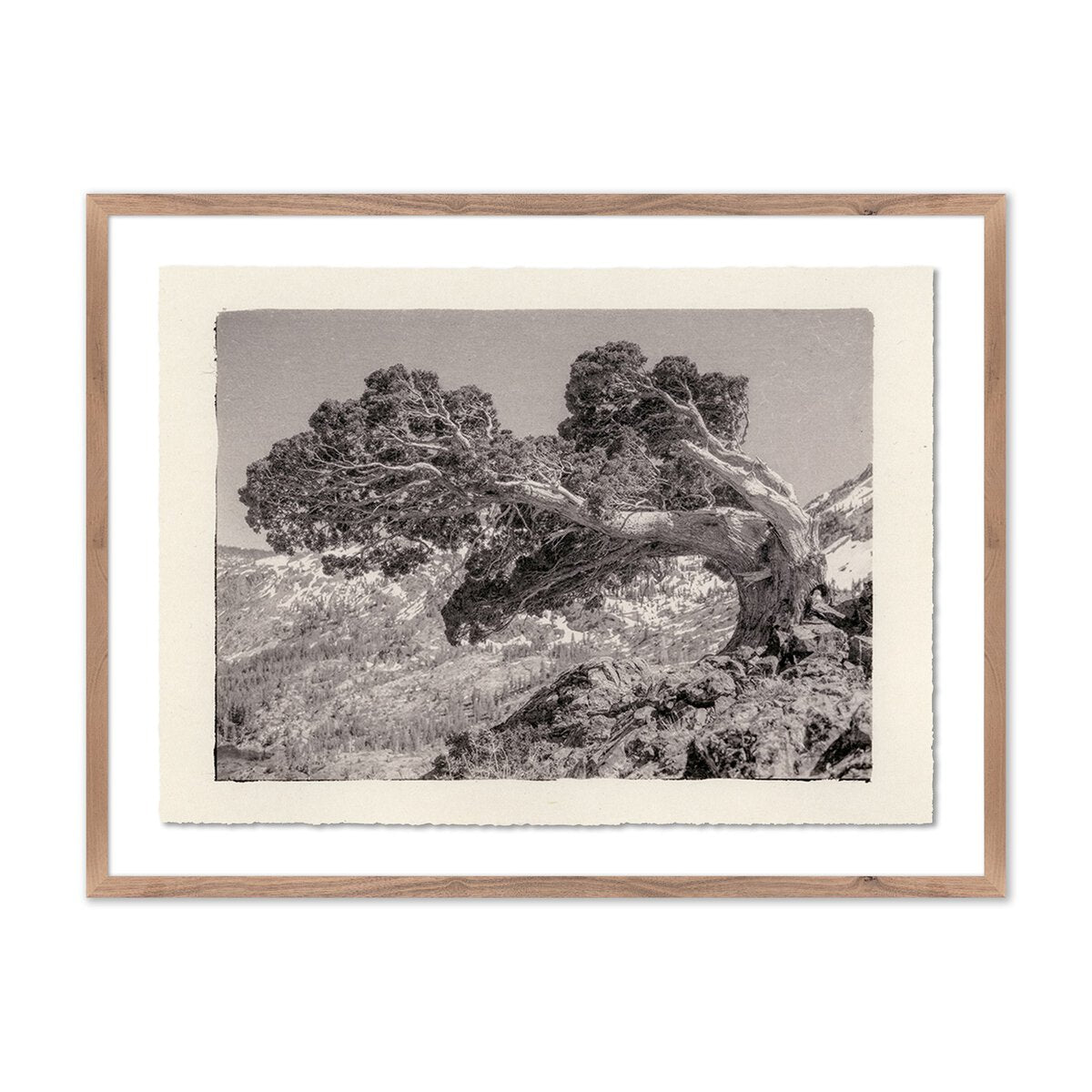 Juniper Gampi by Platinum Revival