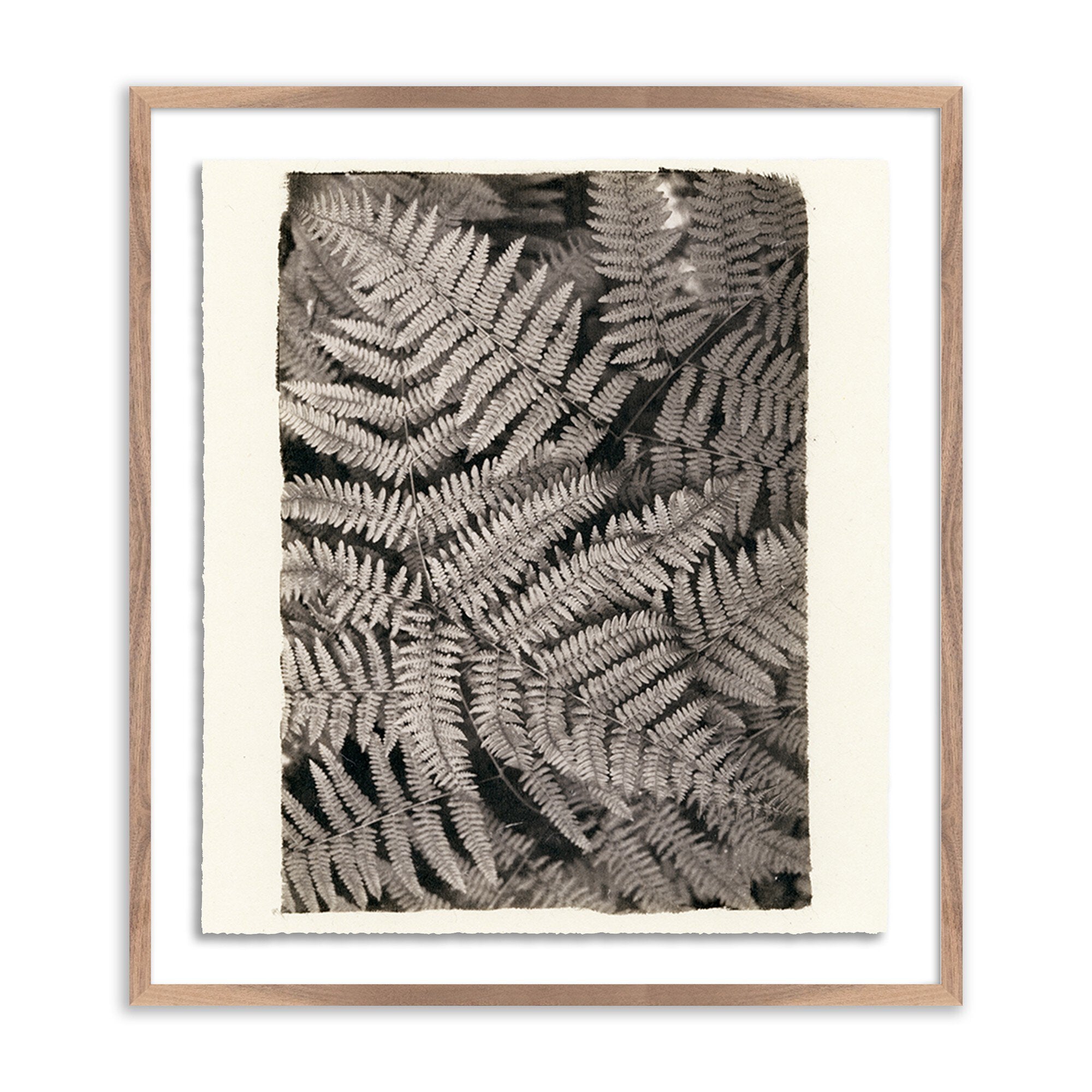 Framed artwork of fern leaves on a white background