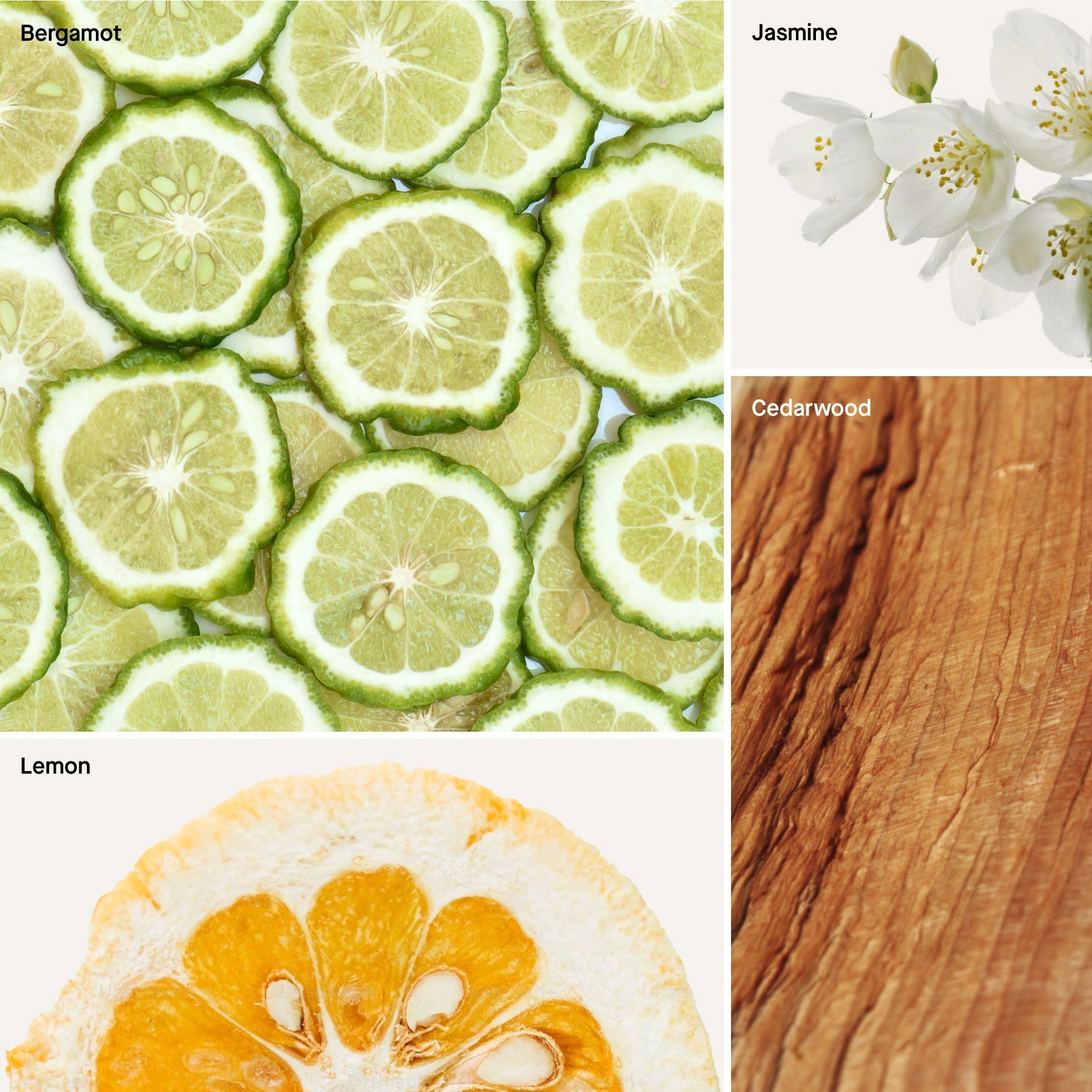 Cedar Bergamot - Reed Diffuser