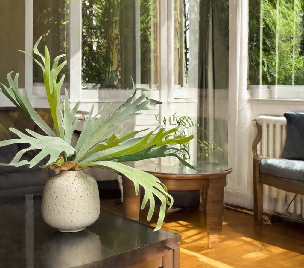 Premium Quality Extra Large Lifelike Staghorn Fern