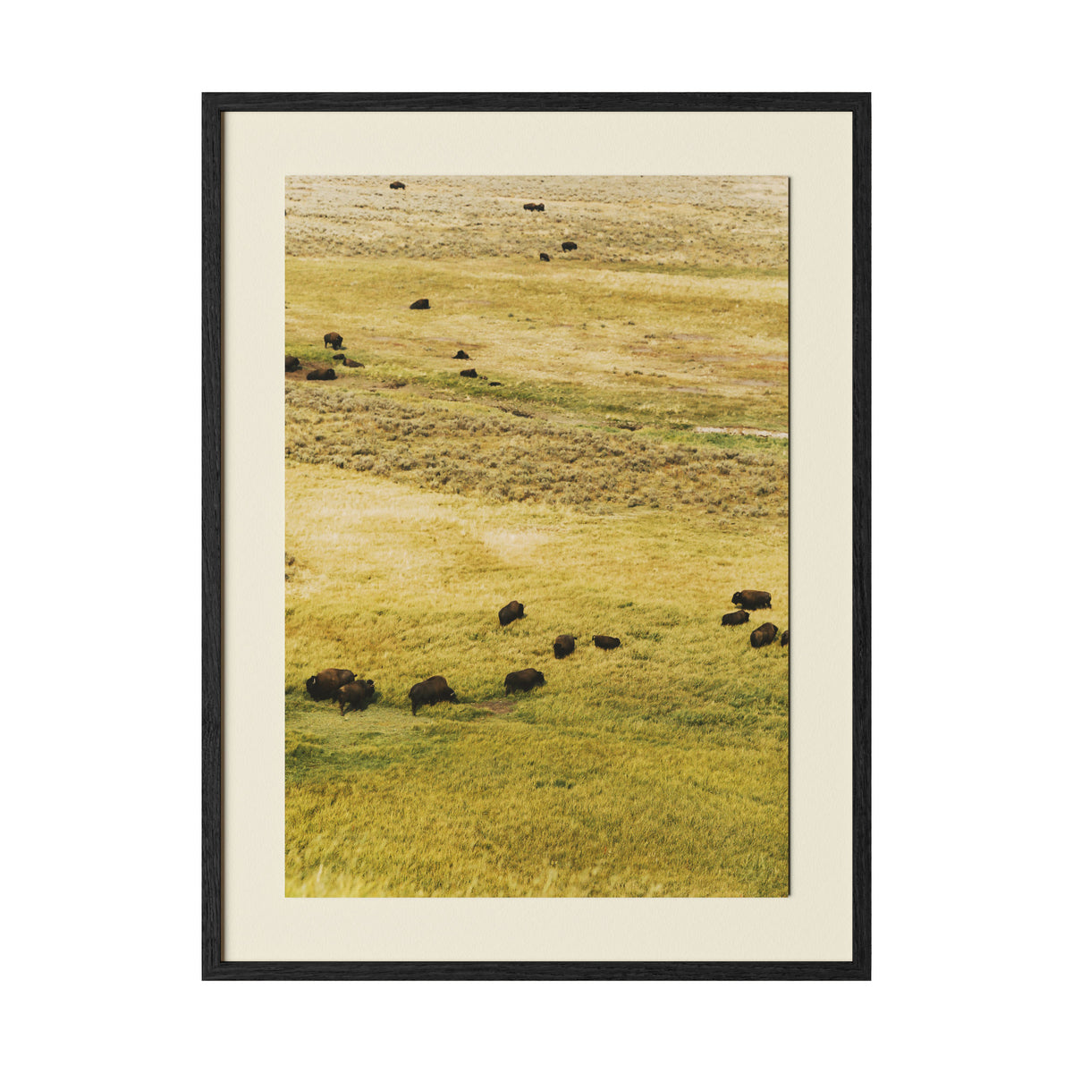 A framed art print featuring a landscape photograph of bison grazing in a golden-yellow grassy field, presented with a cream mat and a thin black frame against a white background.