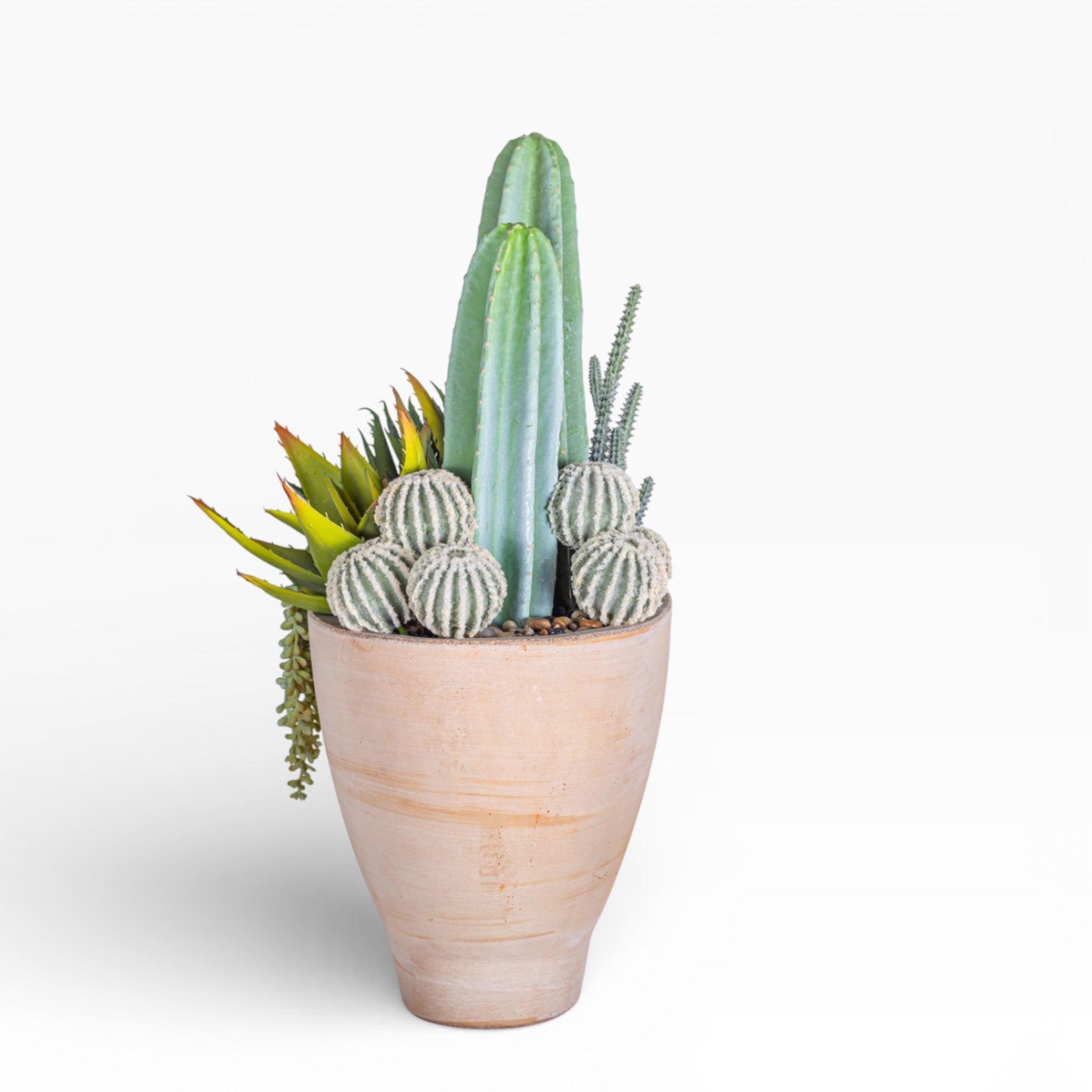 Mixed Cactus Arrangement in 17" Maeve Bowl