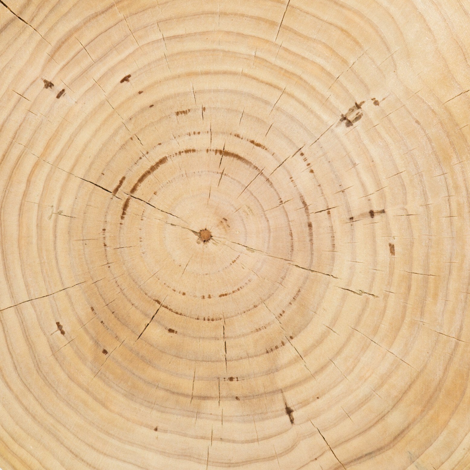 Close-up of a wooden end table with clear annual rings