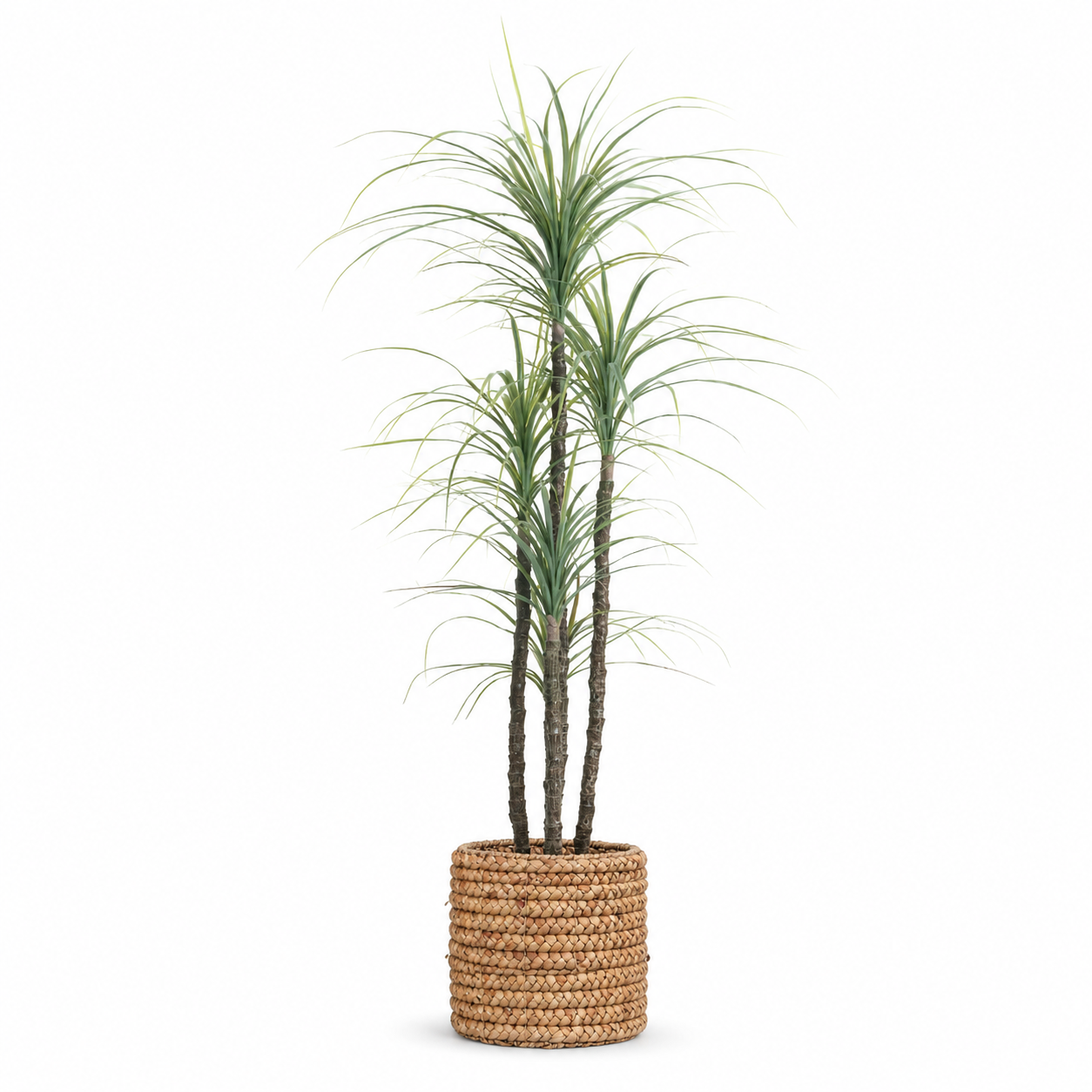 5.5' UV Treated Yucca Tree