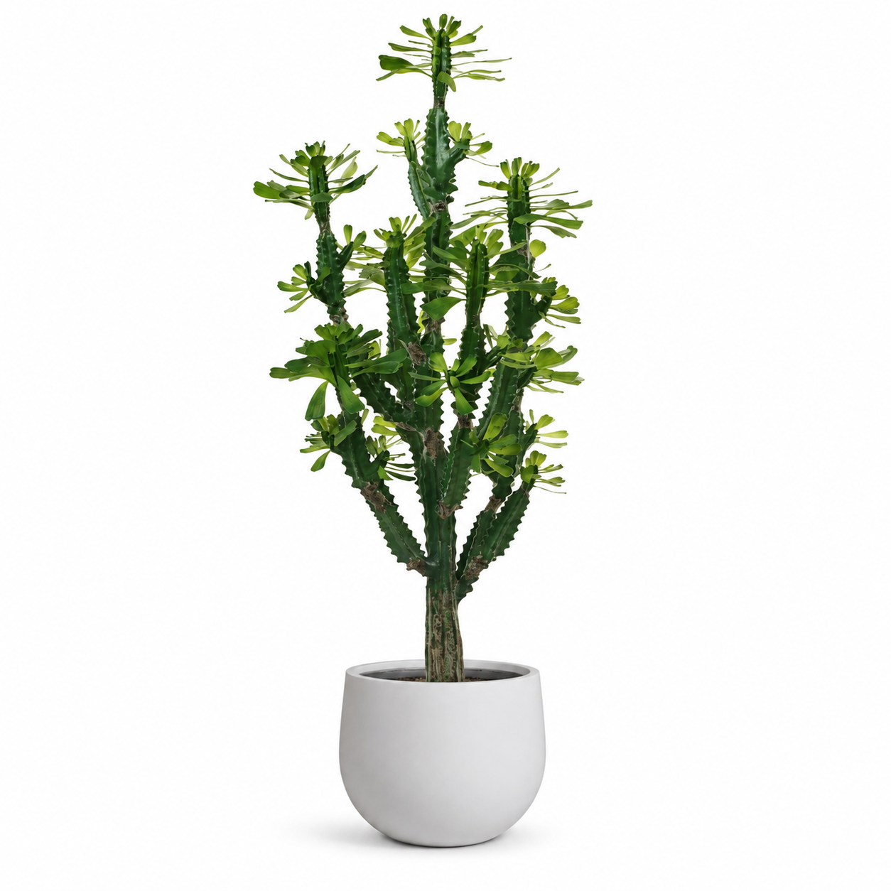 5' Thorny Rudraksha Cactus