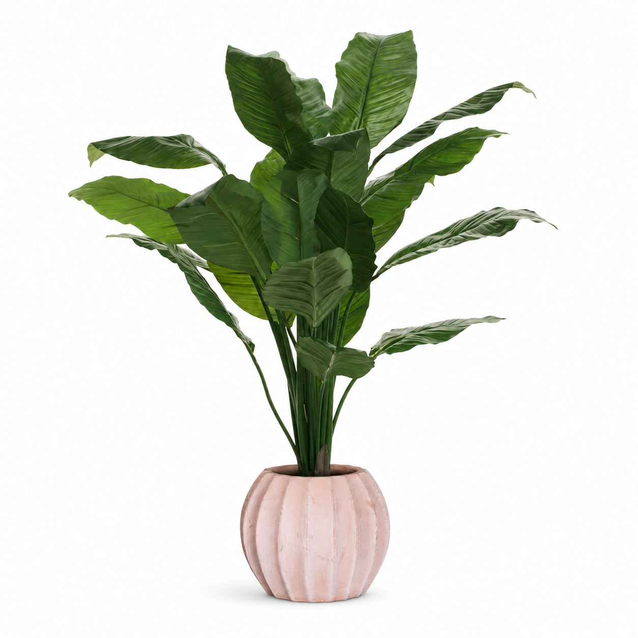4' King Spathiphyllum