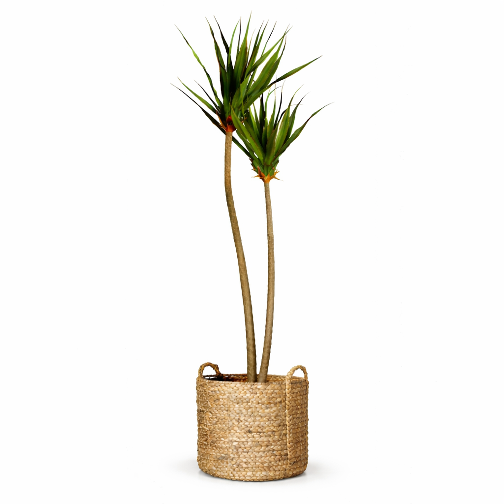 9' Pandanus Tree