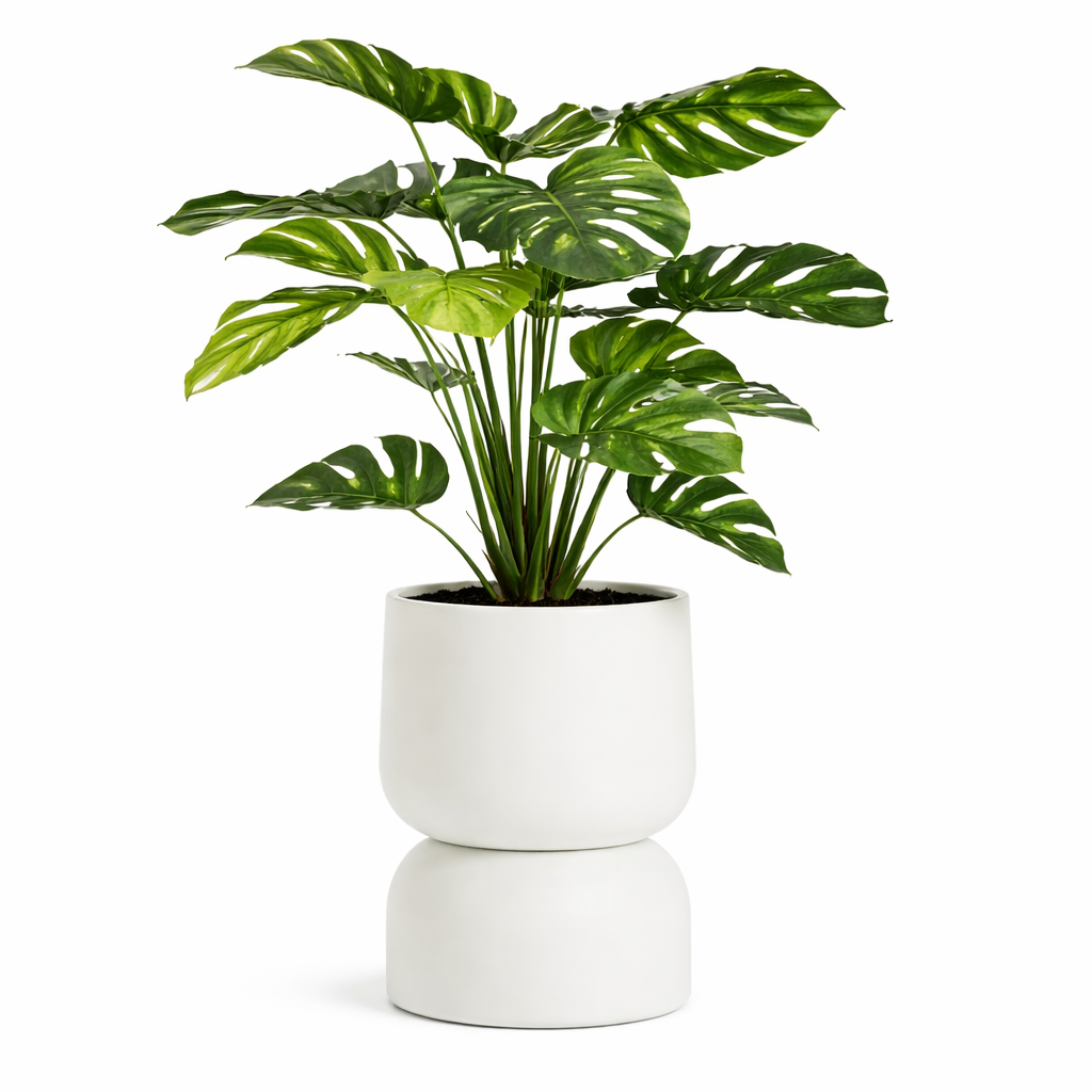 4' Monstera Plant