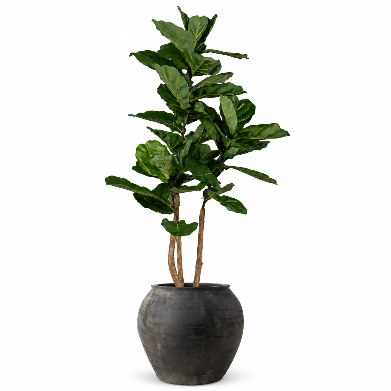 5' Fiddle Leaf Fig