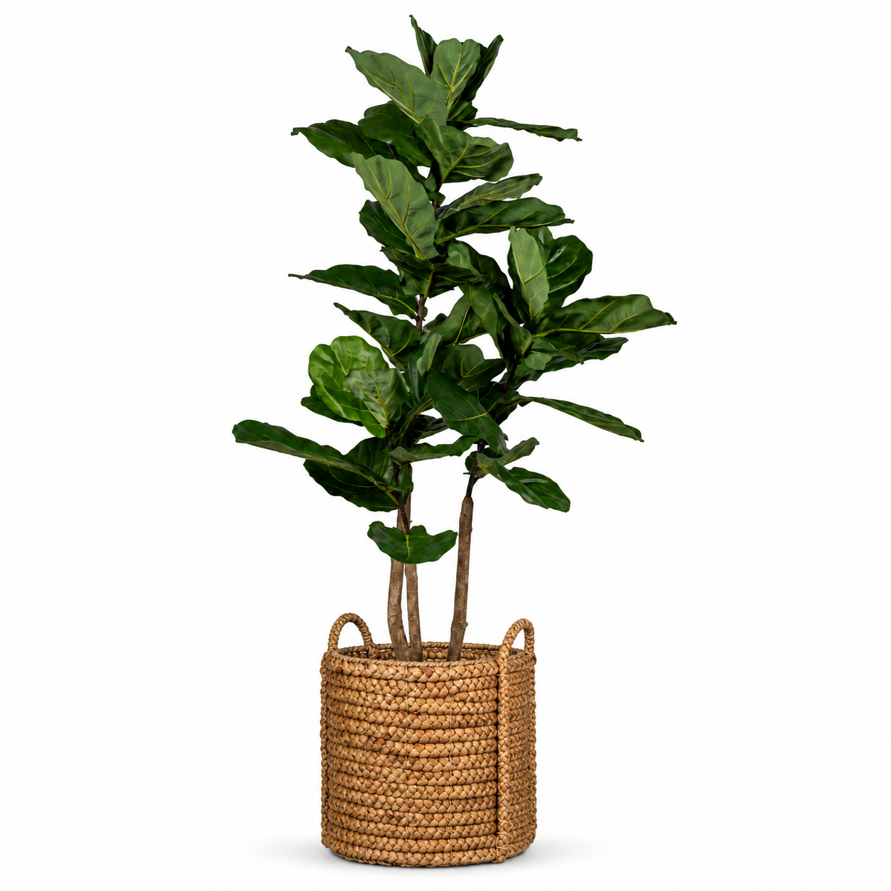 5' Fiddle Leaf Fig