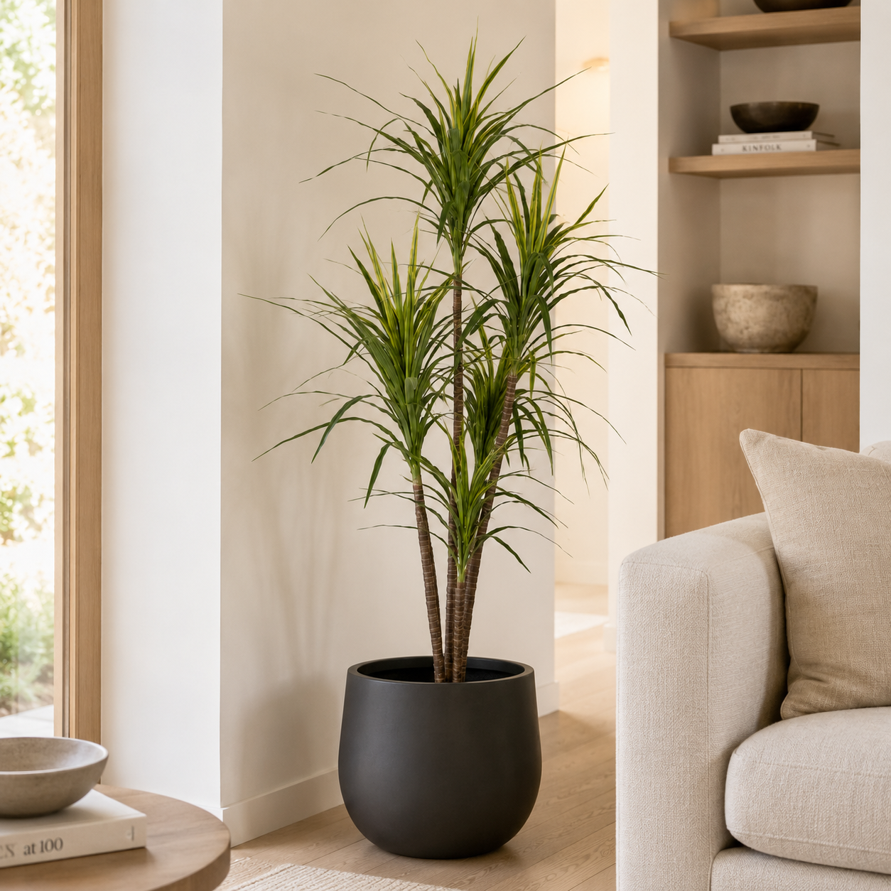 6' Dracaena Marginata Tree