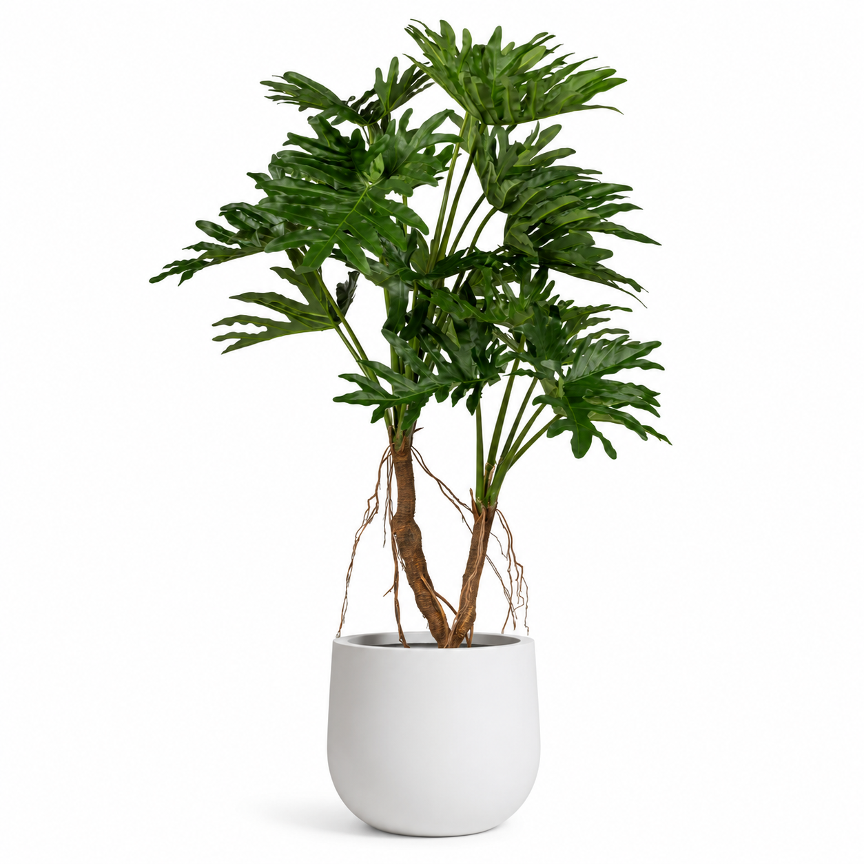 5' Philodendron Selloum