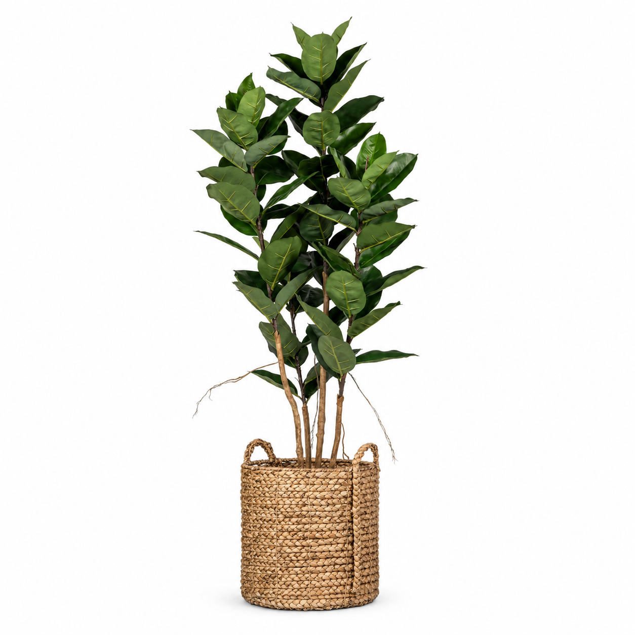 6' Rubber Tree