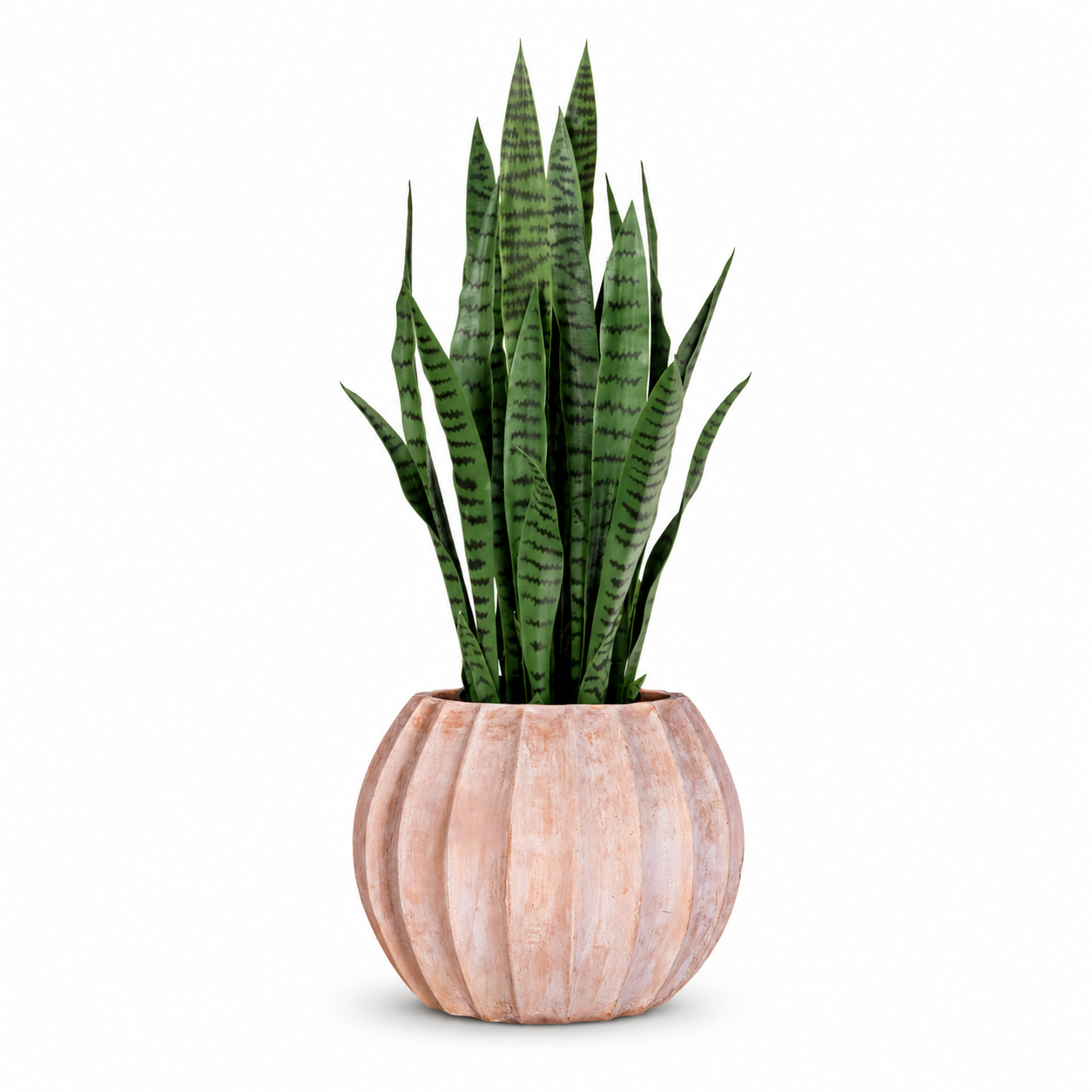 3' Snake Plant