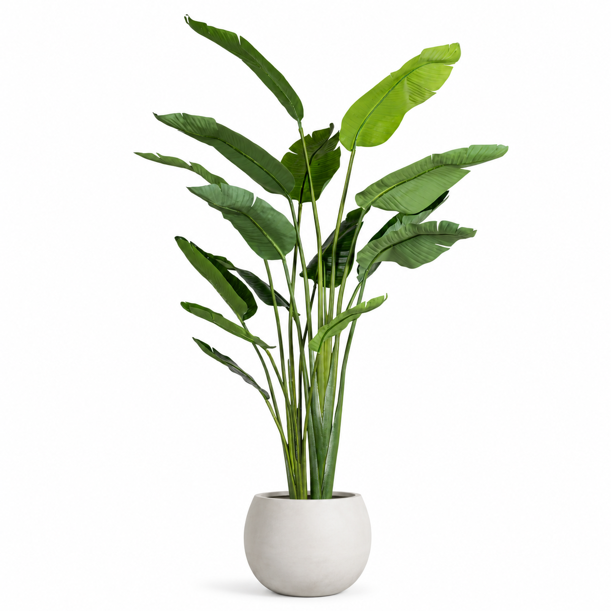 6.5' Bird of Paradise