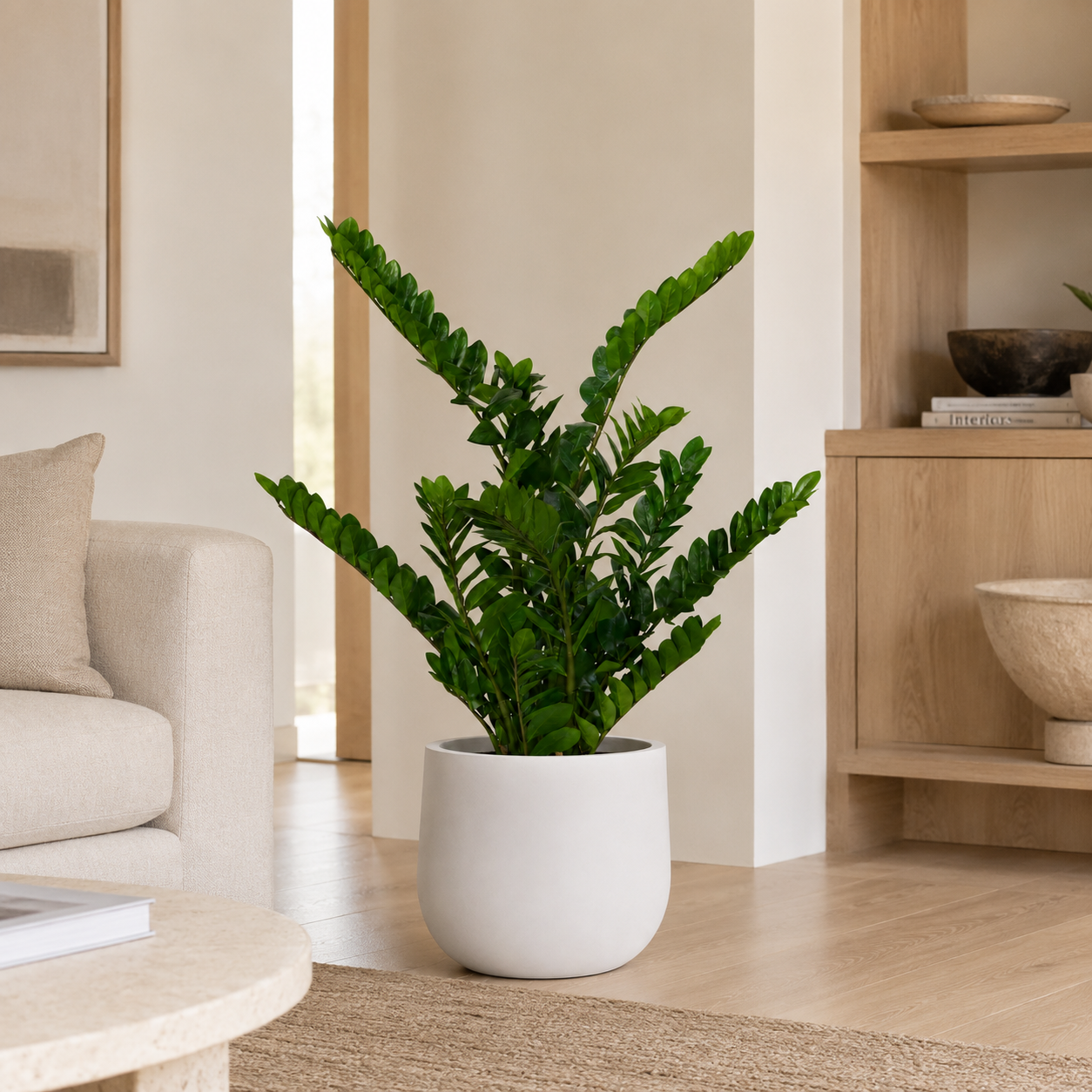 4' ZZ Plant