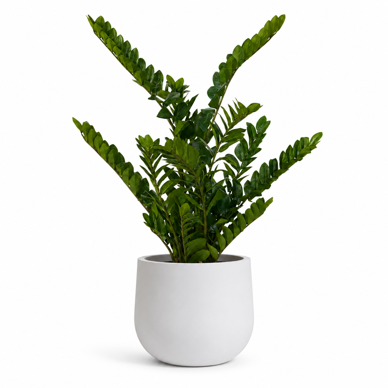 4' ZZ Plant