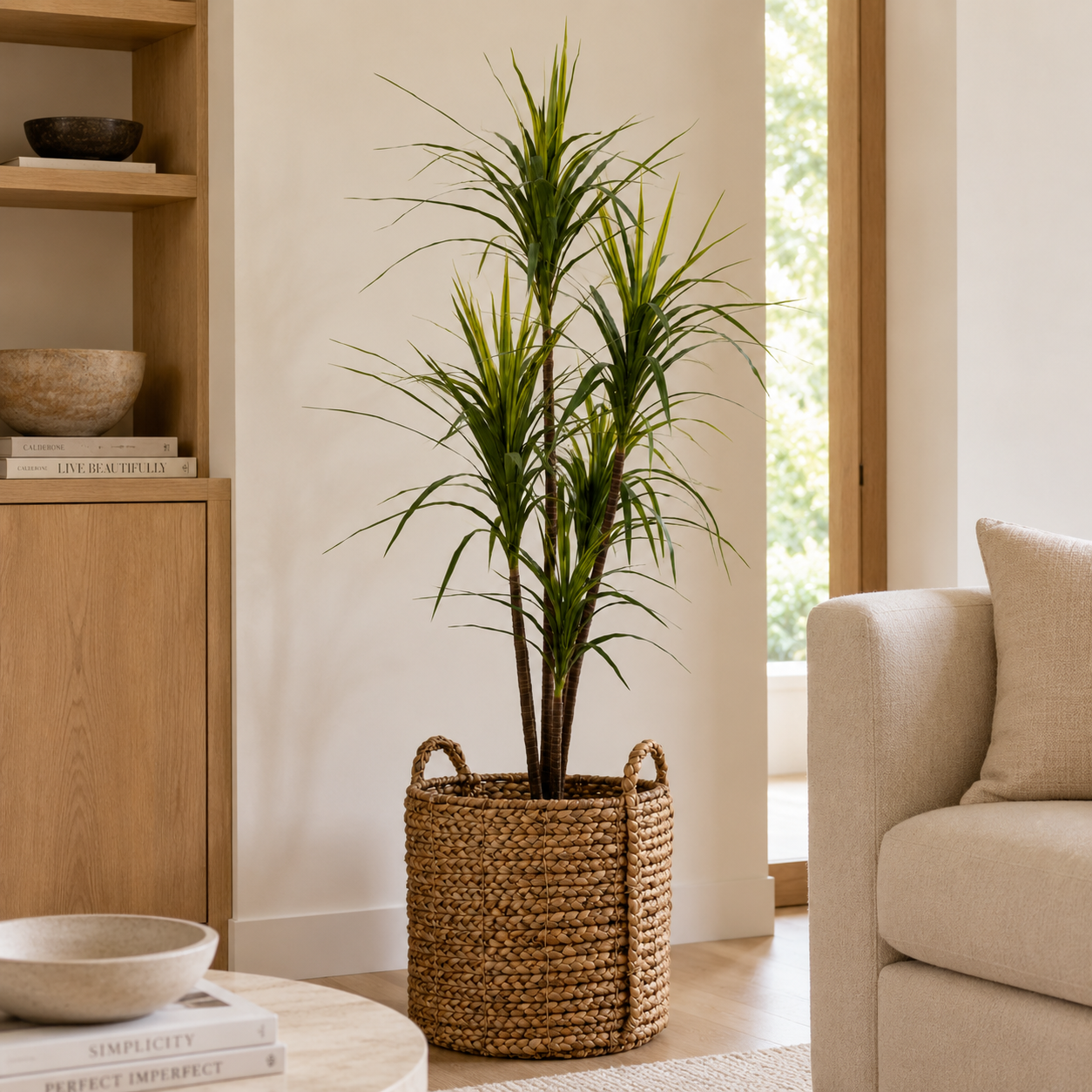 6' Dracaena Marginata Tree