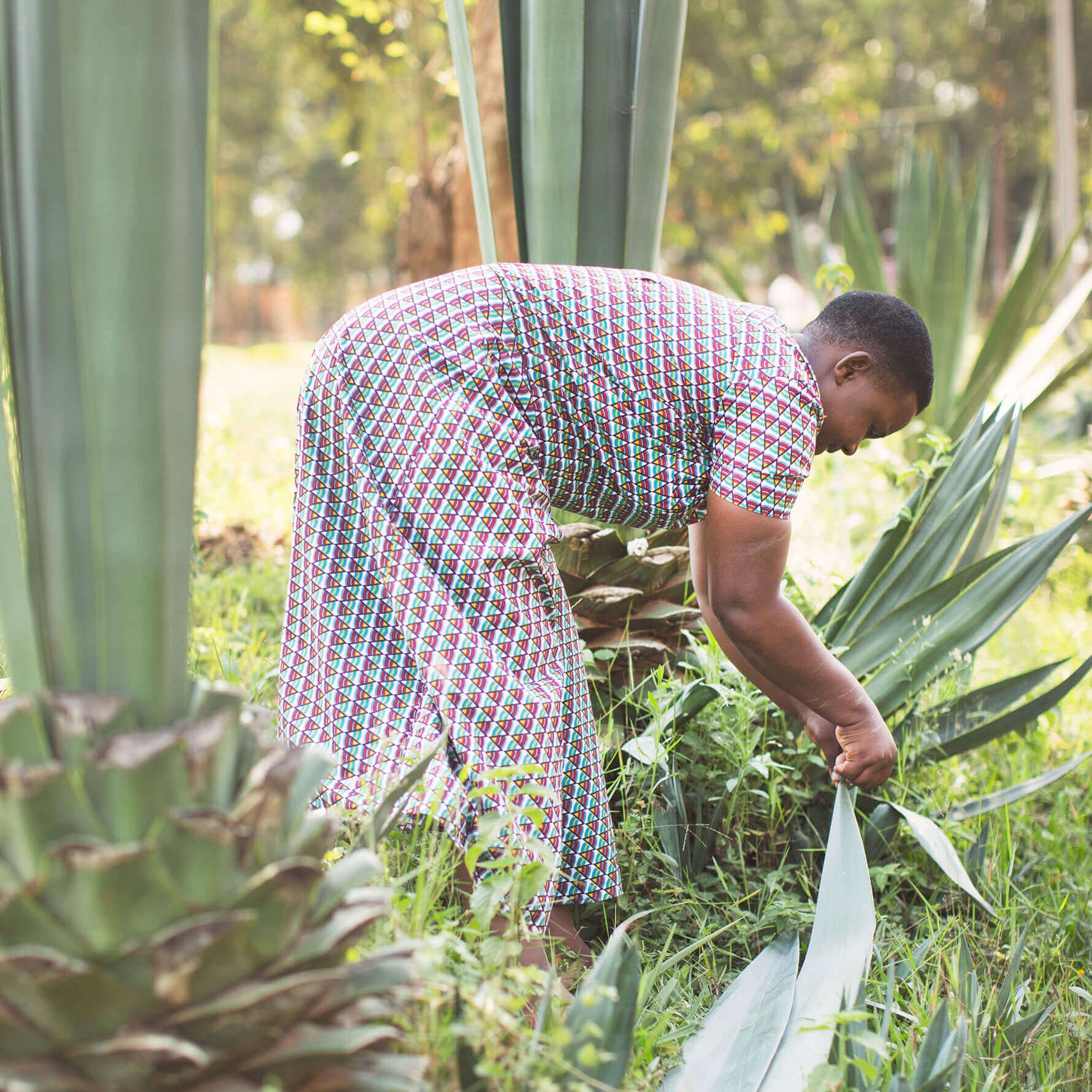 Person in a patterned shirt tending to plants in a garden