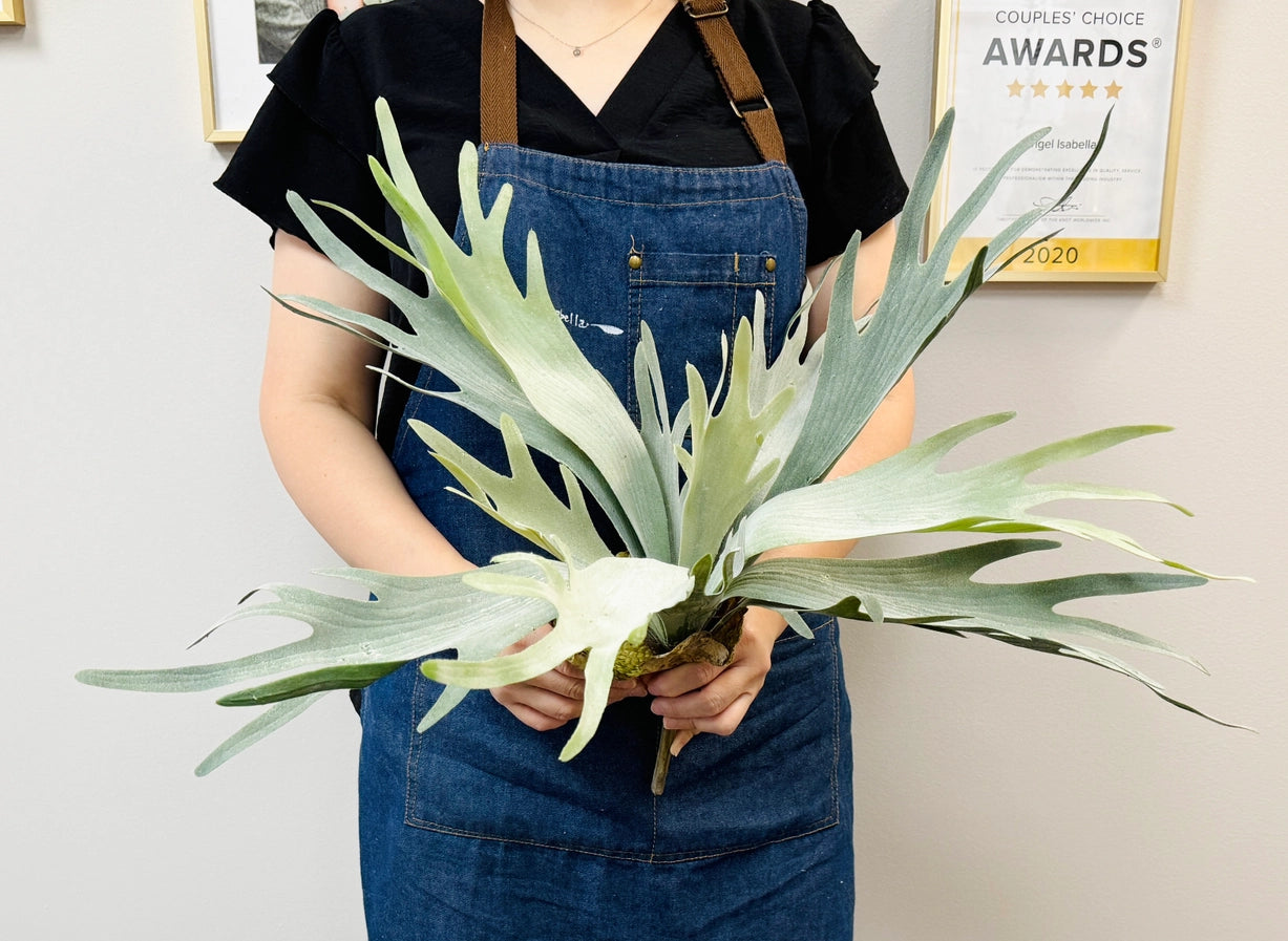 Premium Quality Extra Large Lifelike Staghorn Fern