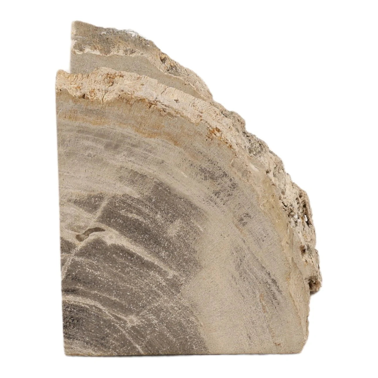 Close-up of a petrified wood bookend with layered texture on a white background