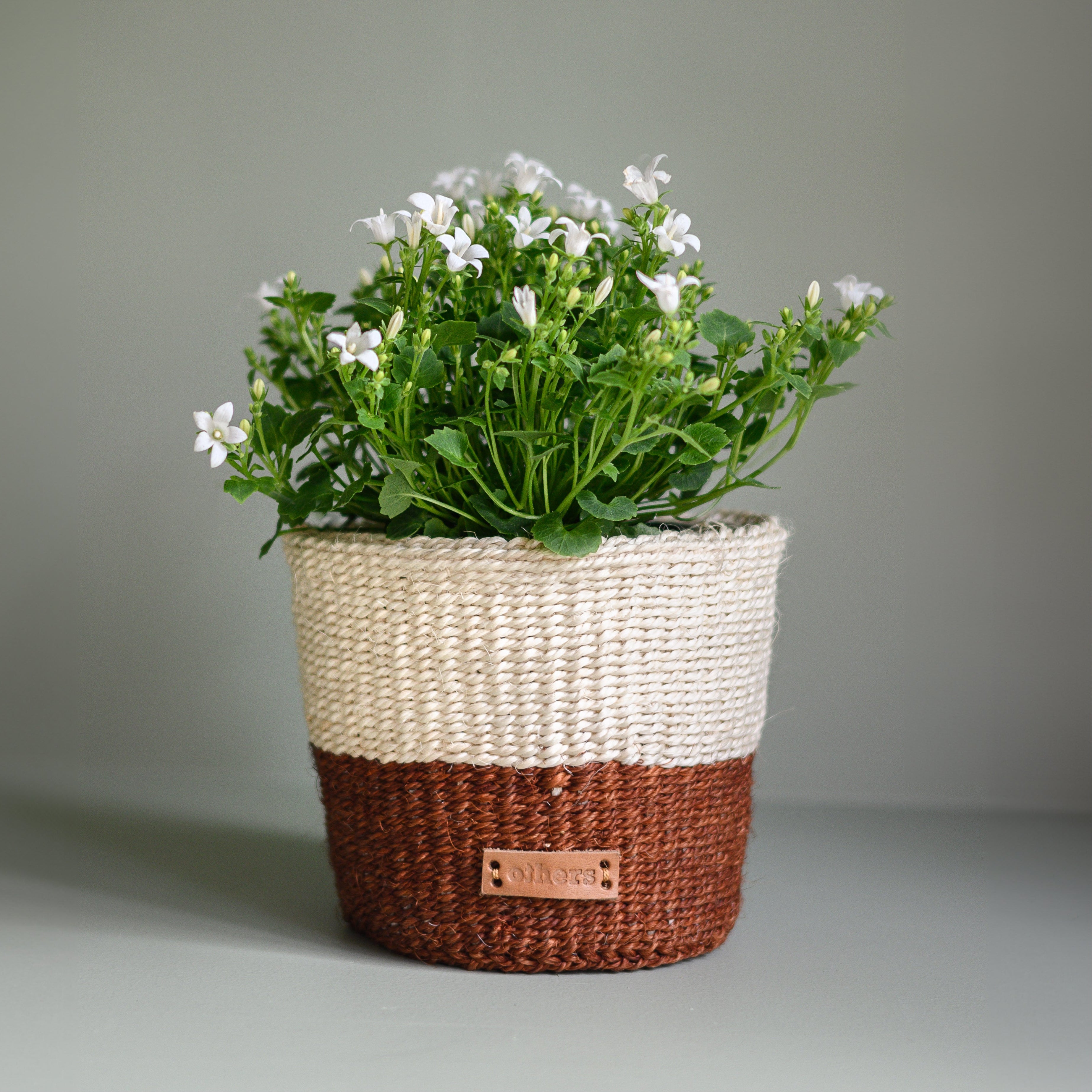 Potted plant in a two-toned woven basket on a plain background