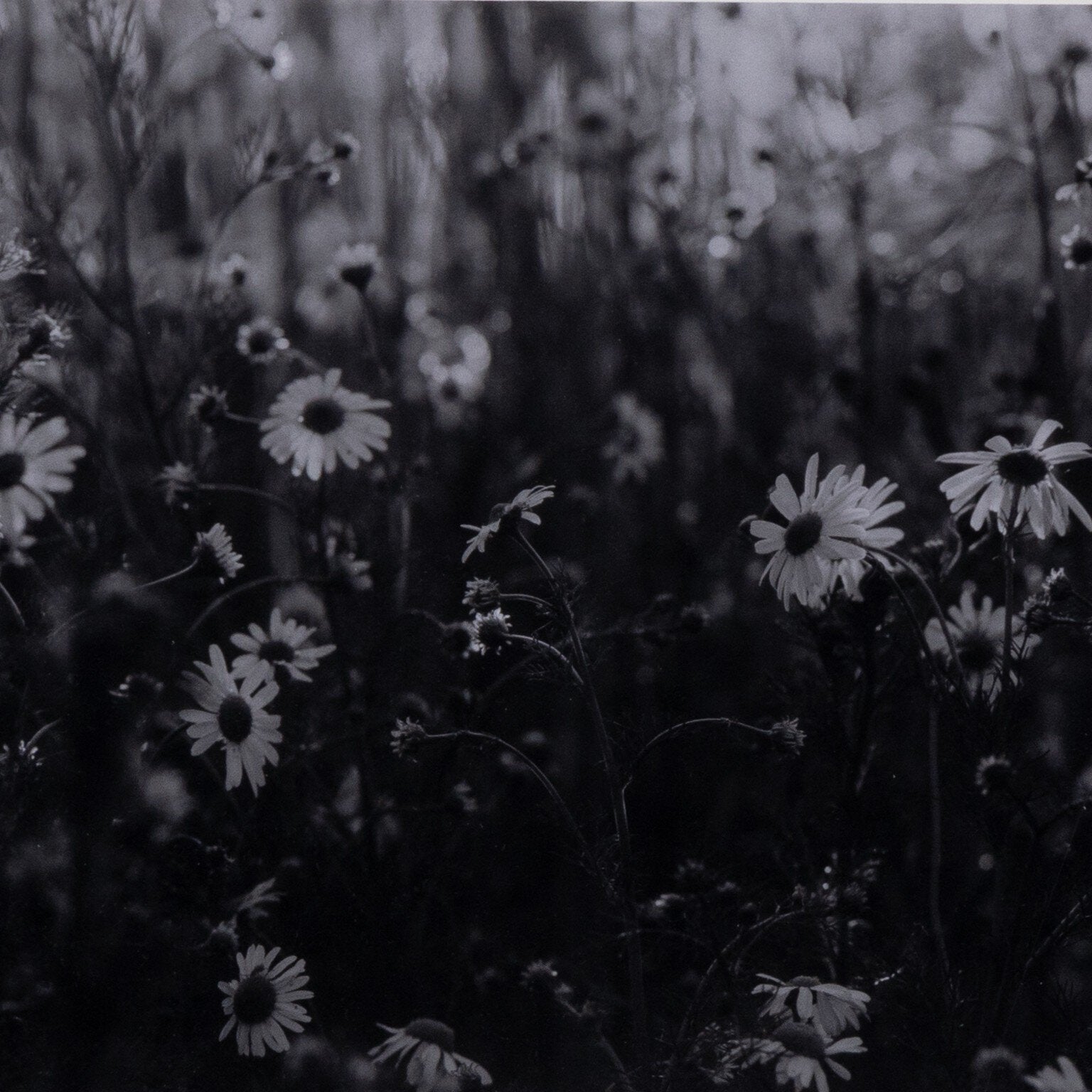 Black and white photo of a field of wildflowers