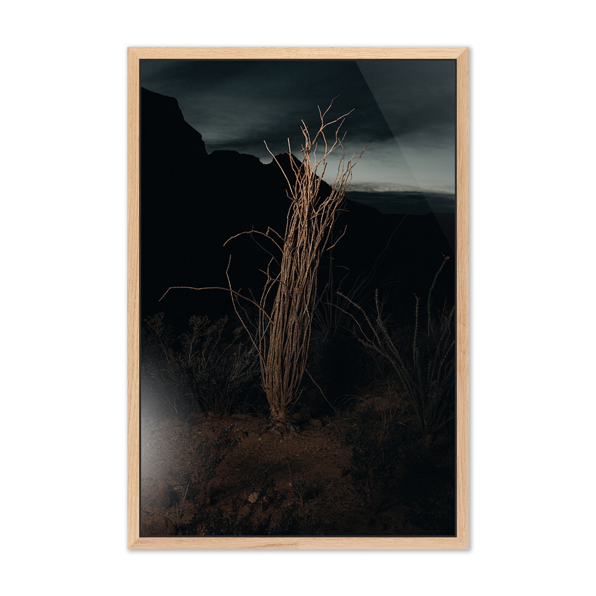 Ocotillo II by Mandy Steinback