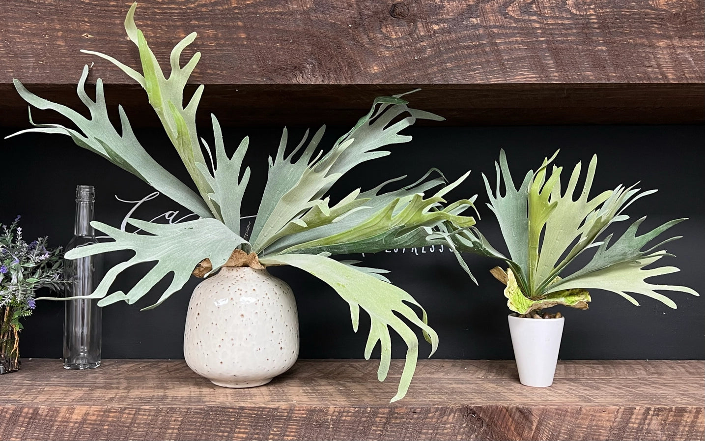 Premium Quality Extra Large Lifelike Staghorn Fern