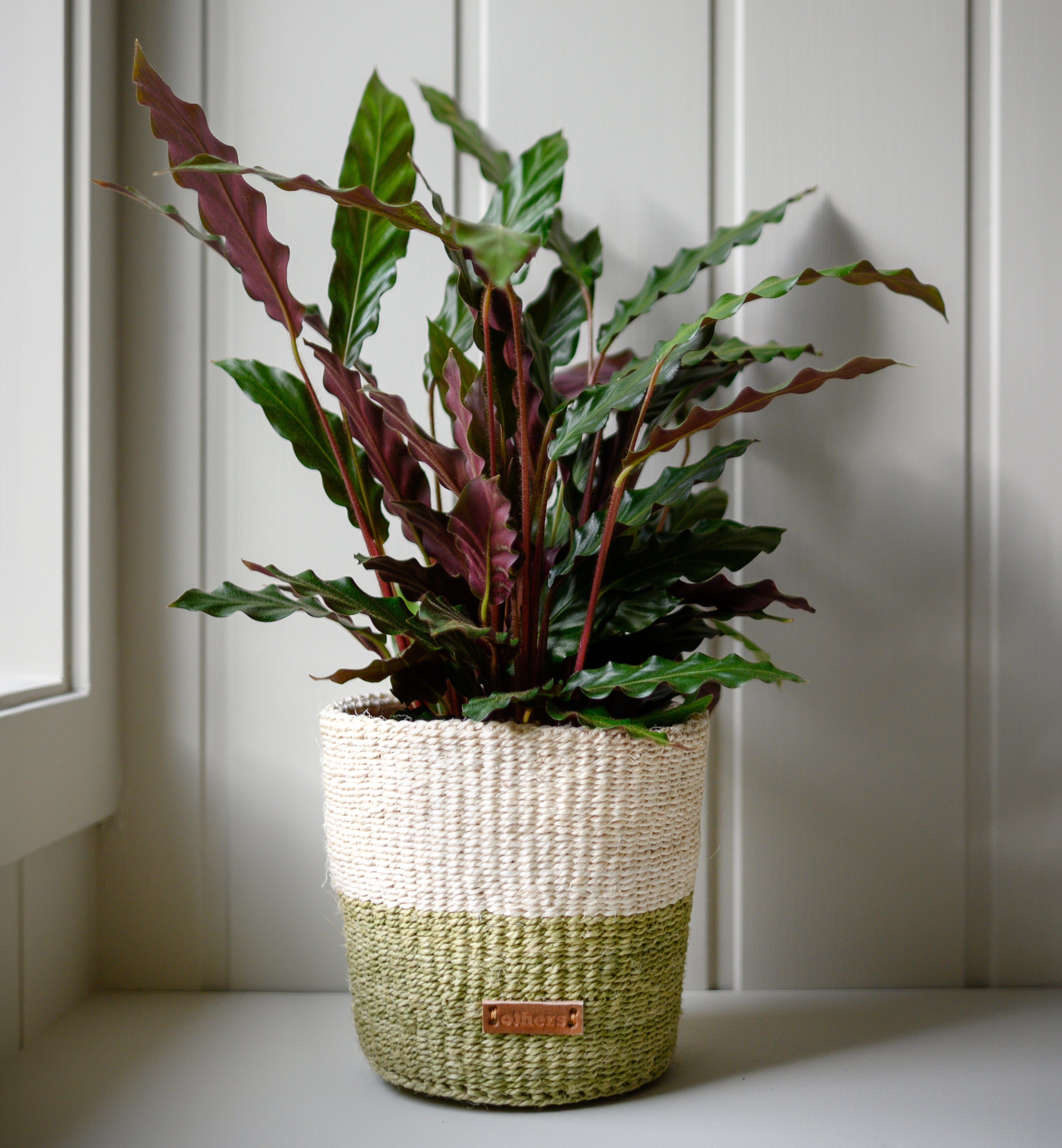 Potted plant in a woven pot on a windowsill with a white paneled wall background