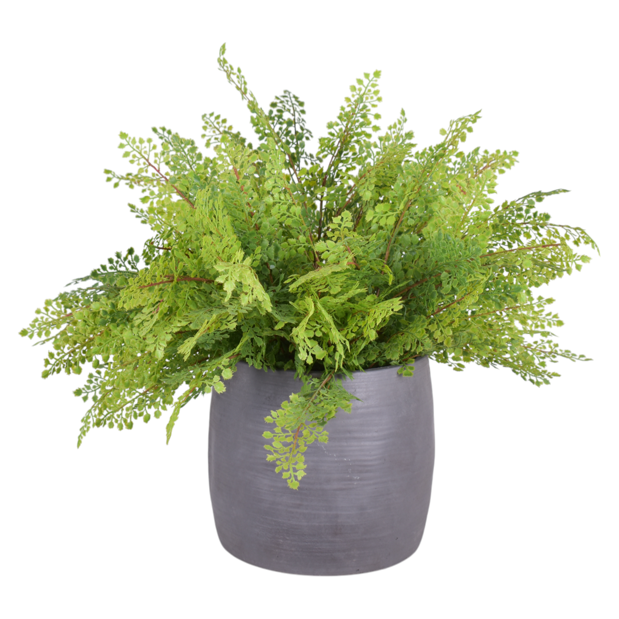Fern Arrangement in 10" Crete Planter