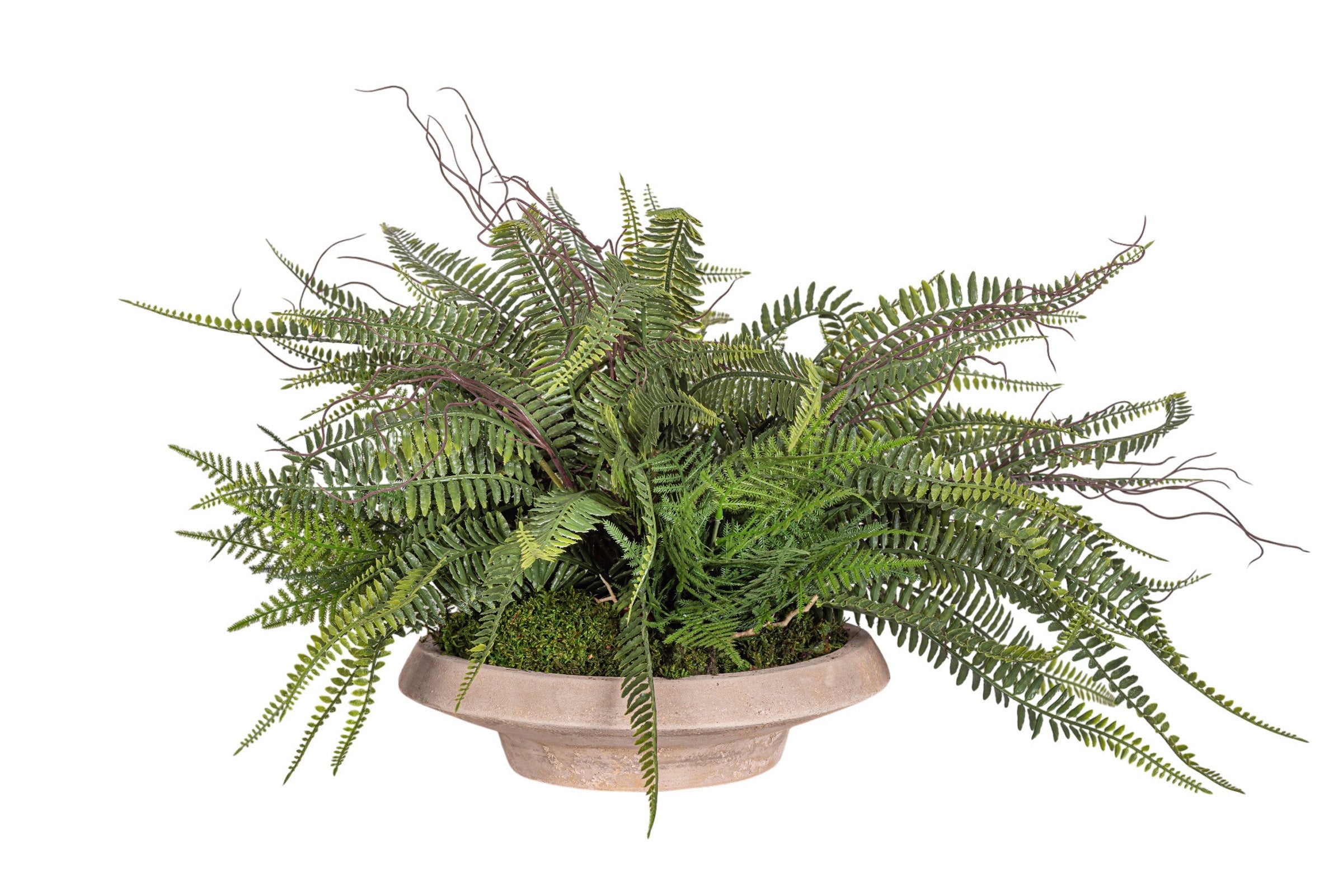 Sayulita Saucer with UV Treated Fern Arrangement
