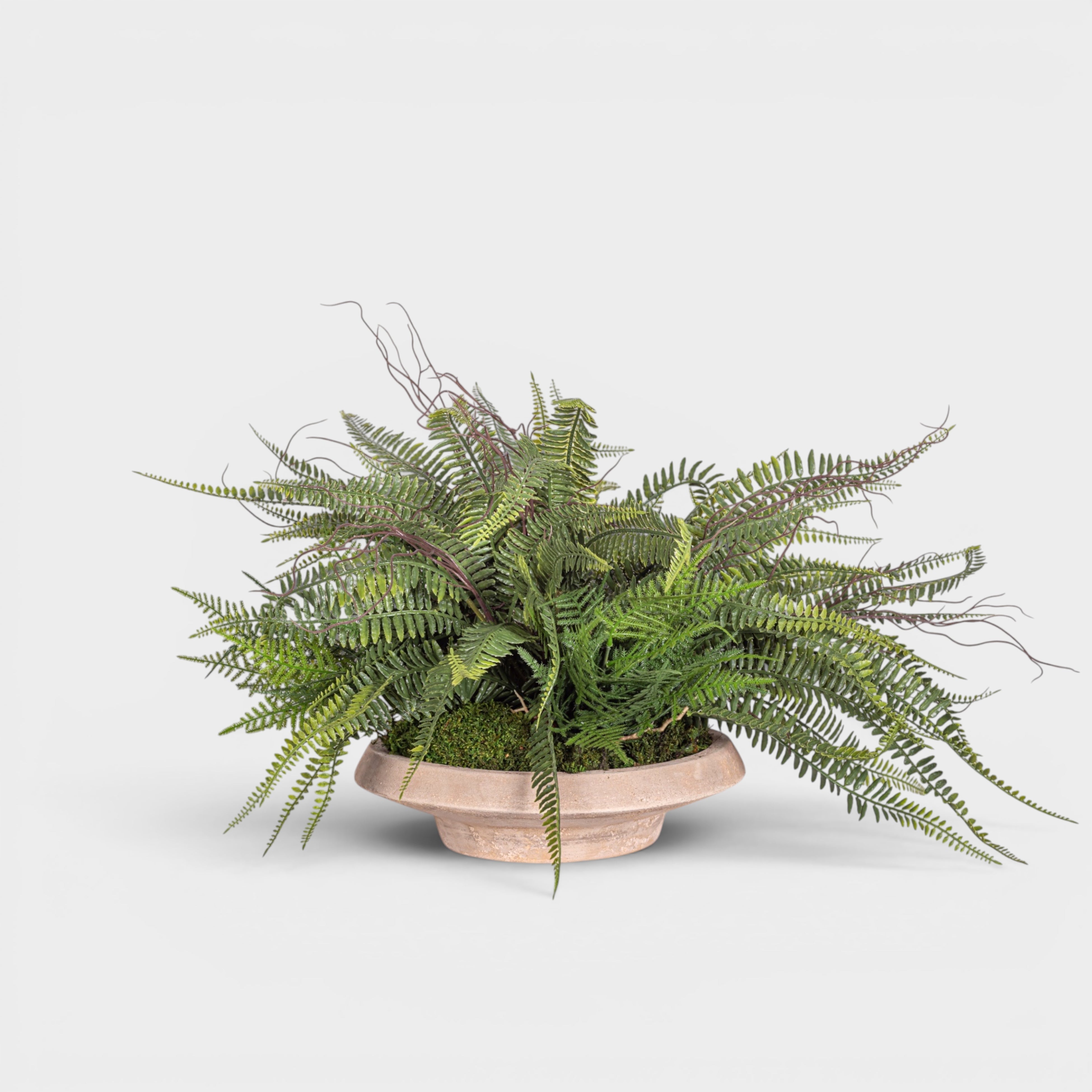 Sayulita Saucer with UV Treated Fern Arrangement