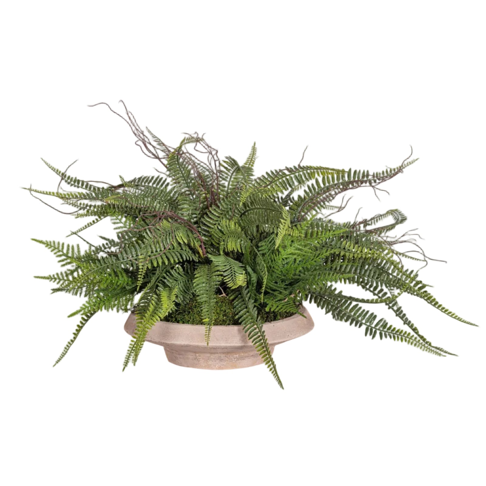 Sayulita Saucer with UV Treated Fern Arrangement