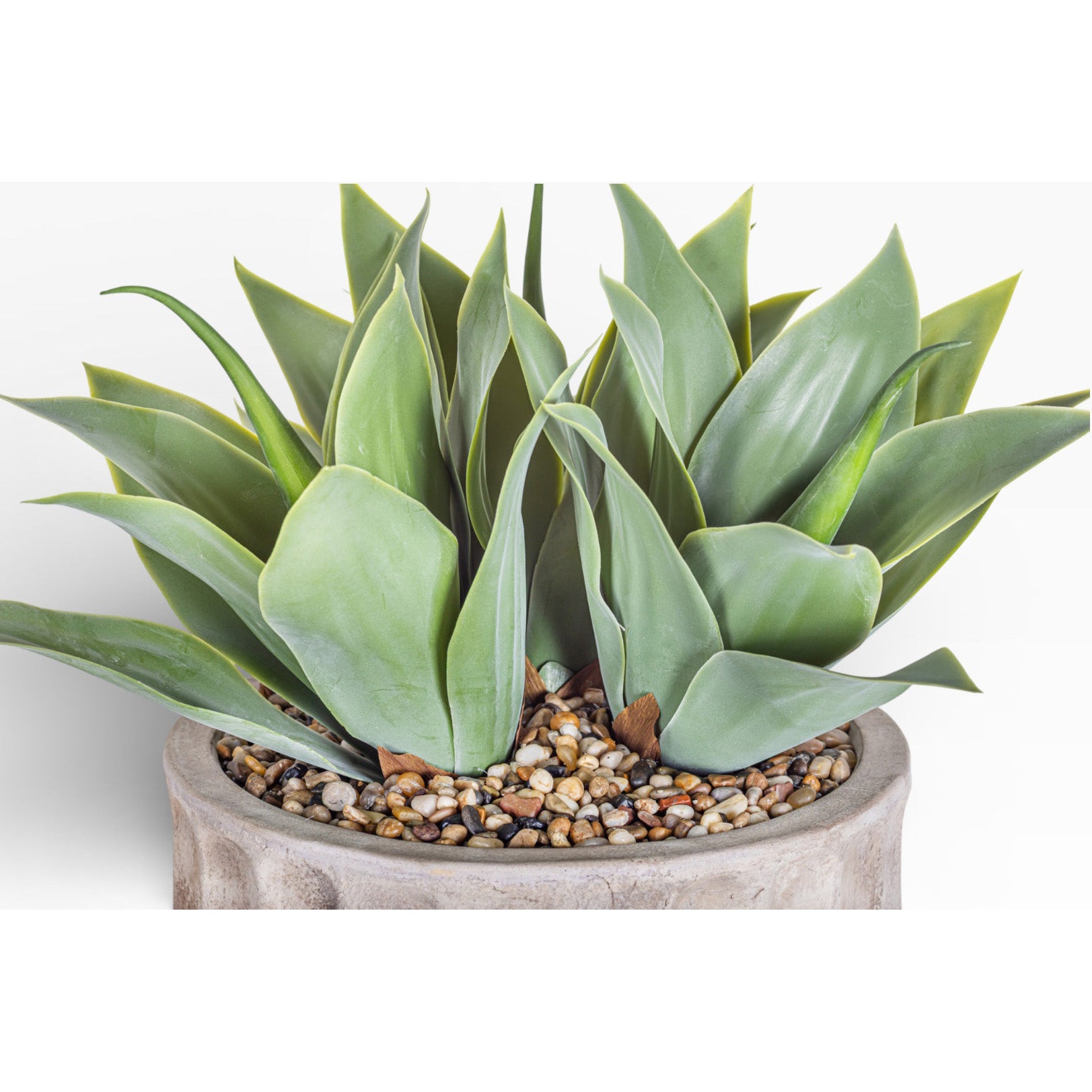 Agave Arrangement in 15" Verona Pot