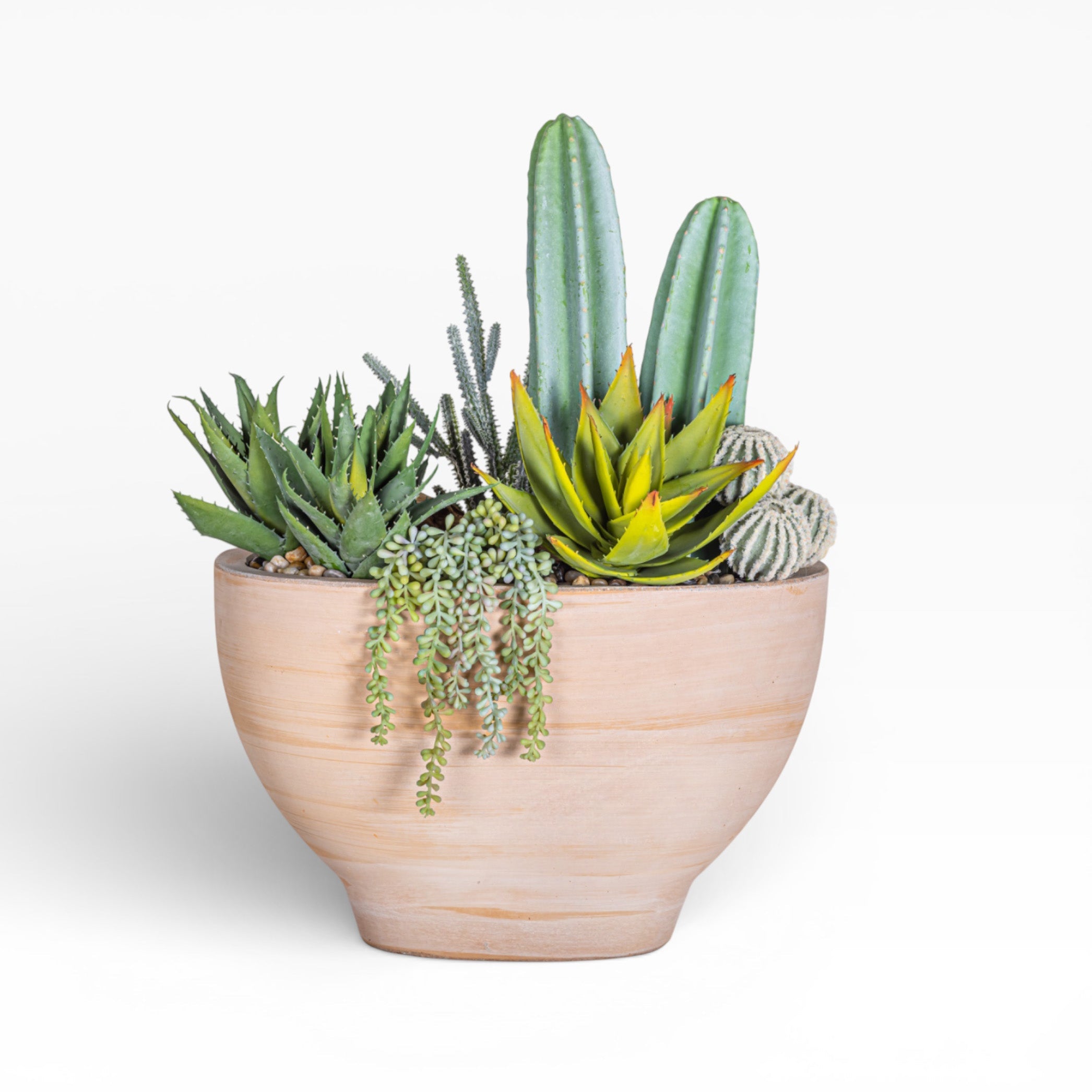 Mixed Cactus Arrangement in 17" Maeve Bowl