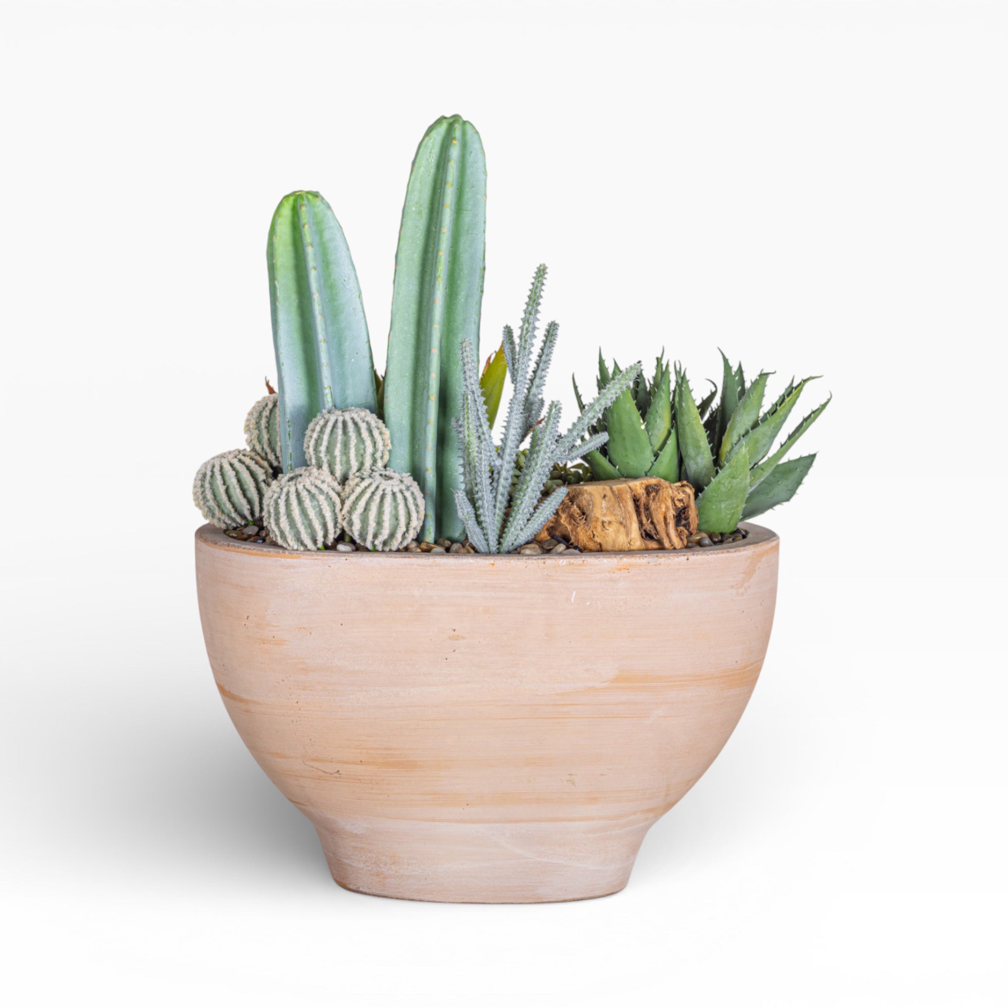 Mixed Cactus Arrangement in 17" Maeve Bowl