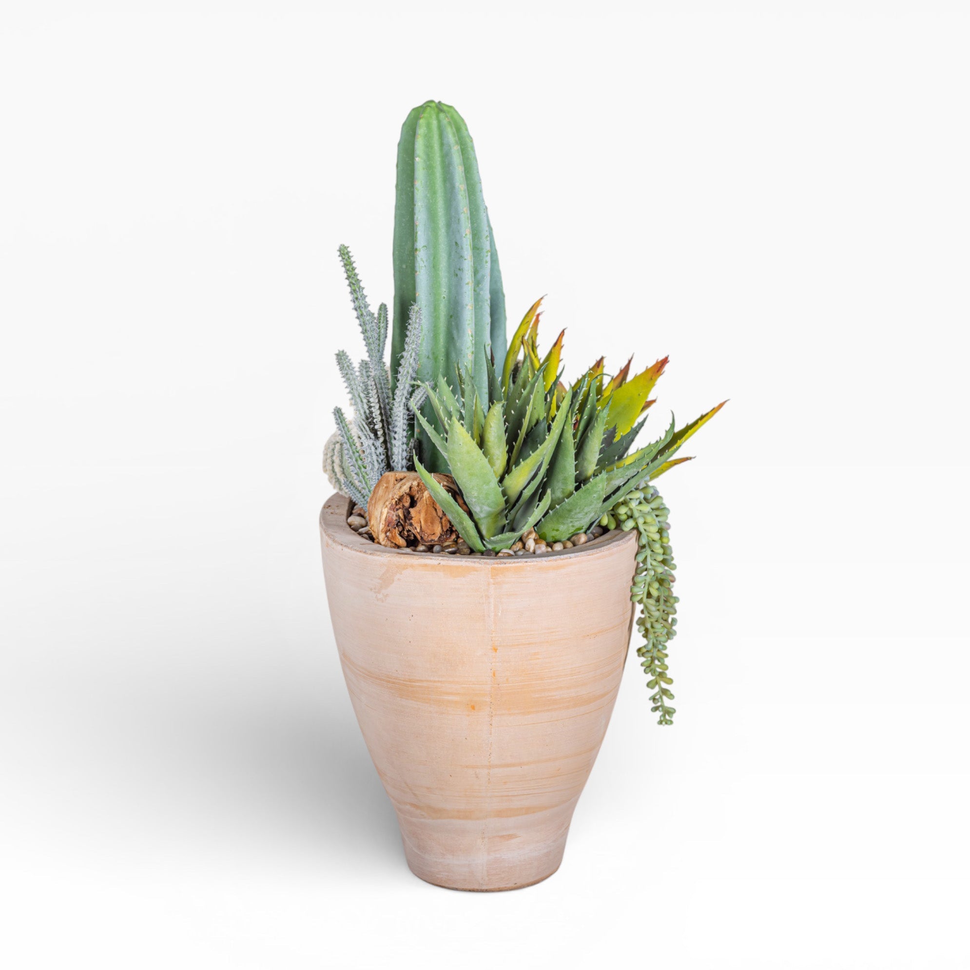 Mixed Cactus Arrangement in 17" Maeve Bowl