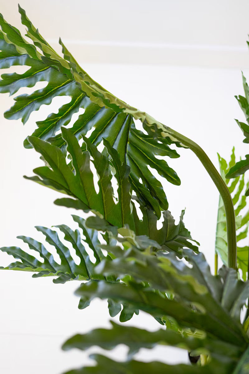 Close-up of green leaves with a blurred white background