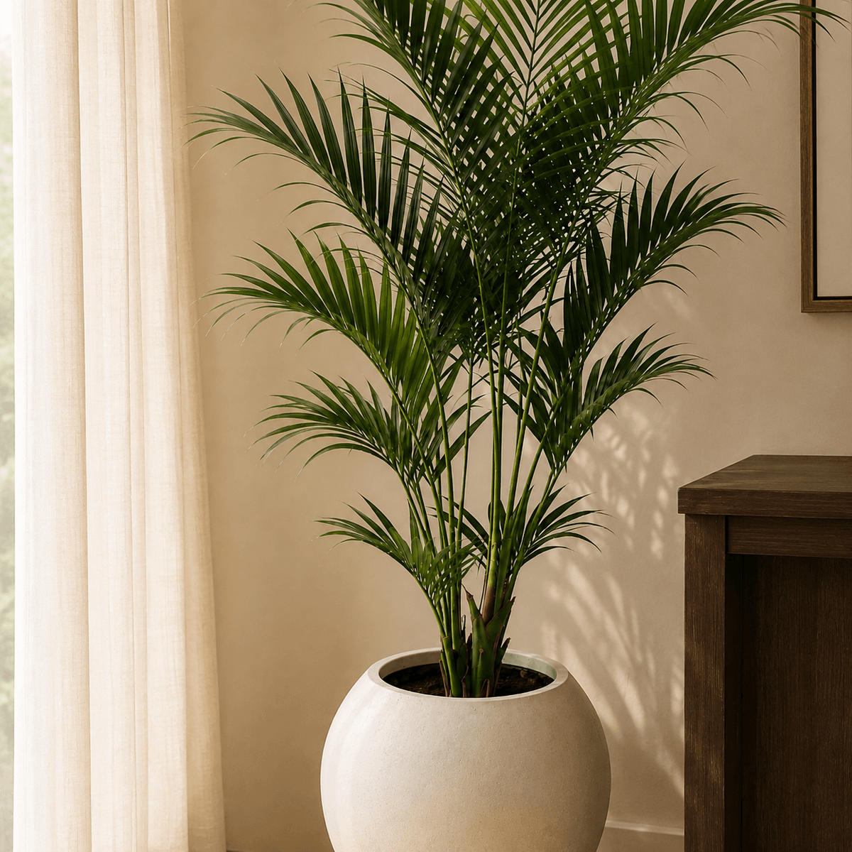 7' Kentia Palm Tree
