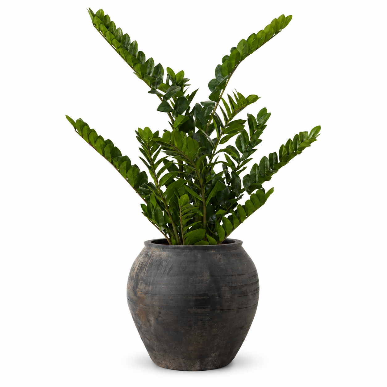 4' ZZ Plant