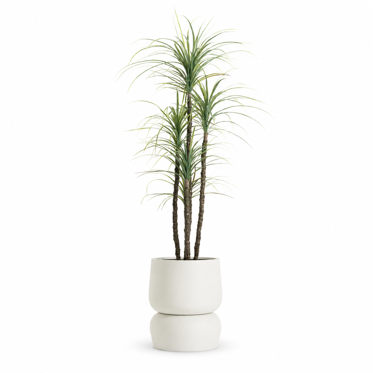 5.5' UV Treated Yucca Tree