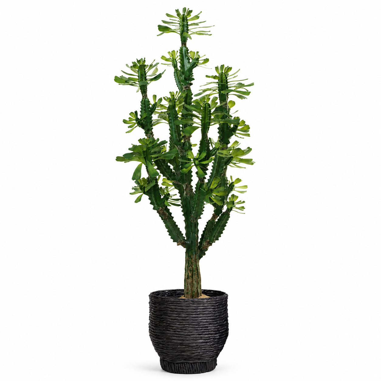 5' Thorny Rudraksha Cactus