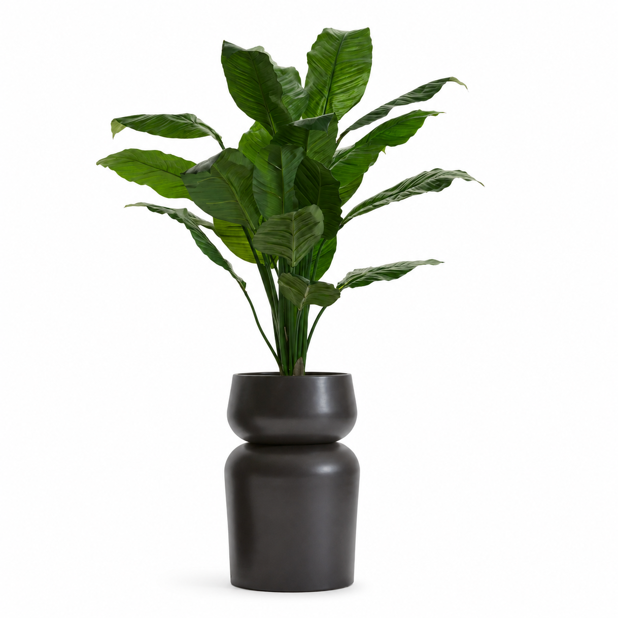 4' King Spathiphyllum
