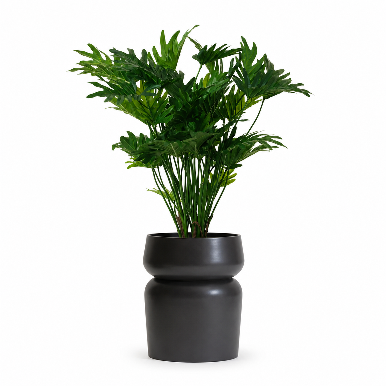 34" Philodendron Xanadu