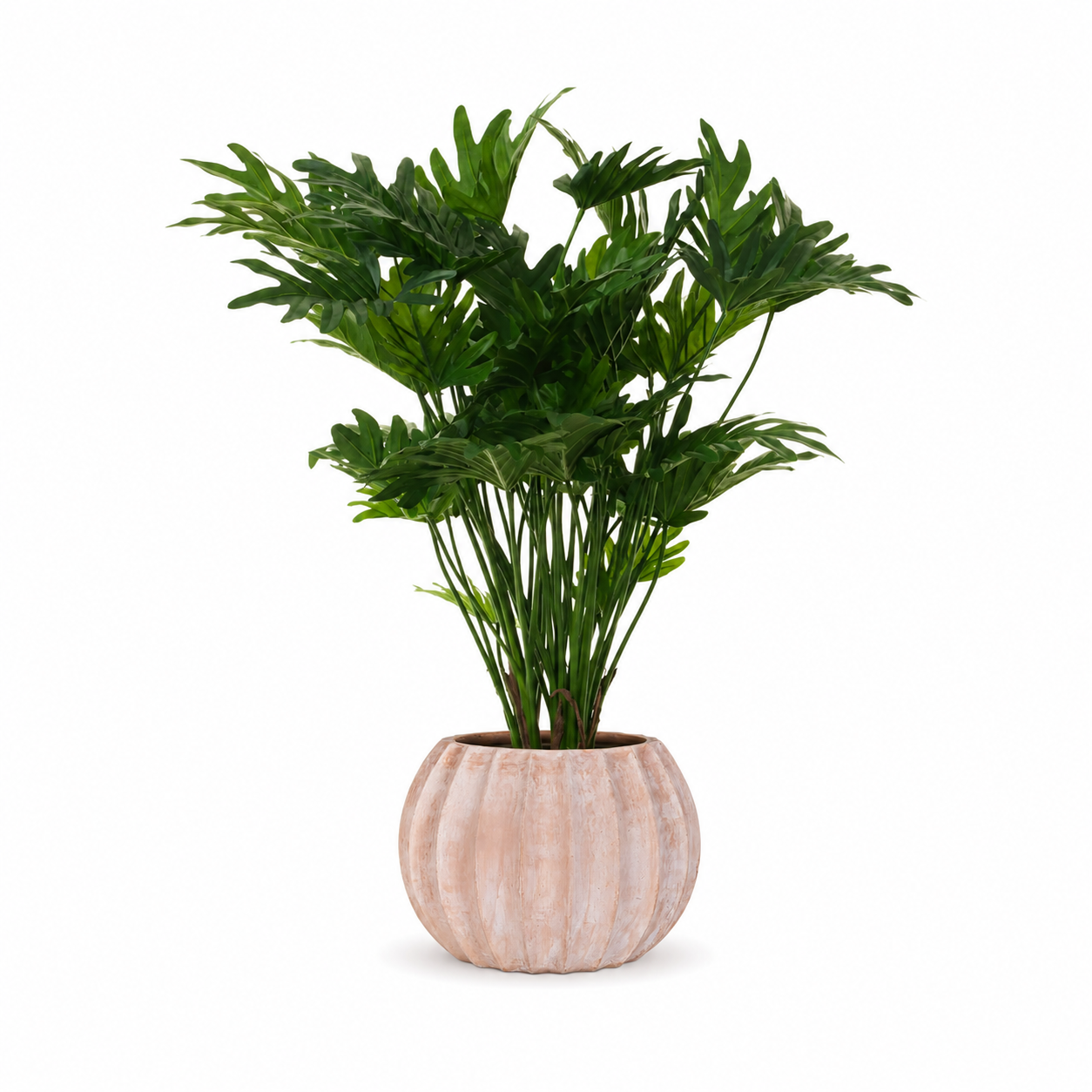 34" Philodendron Xanadu