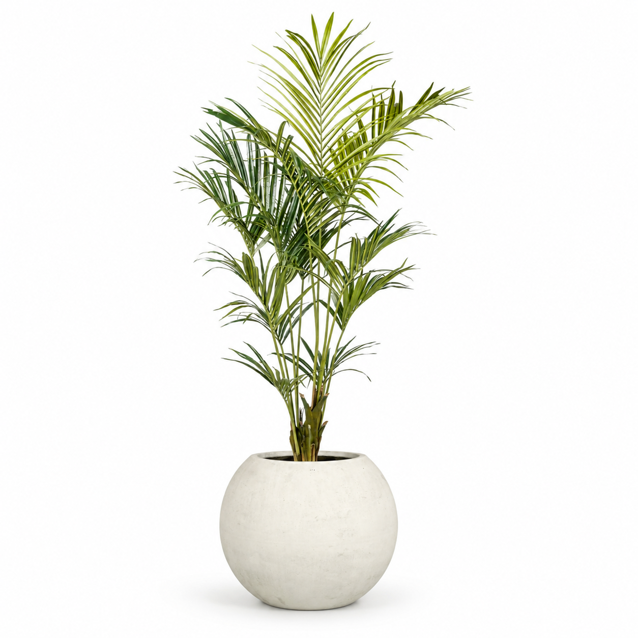 7' Kentia Palm Tree