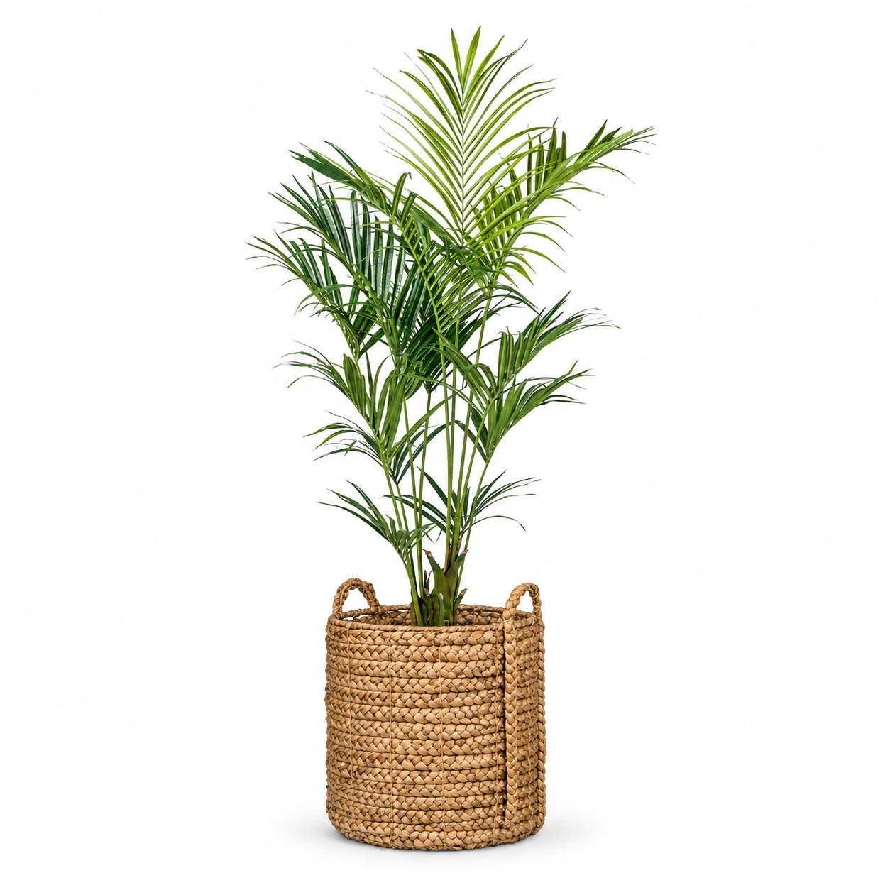 7' Kentia Palm Tree
